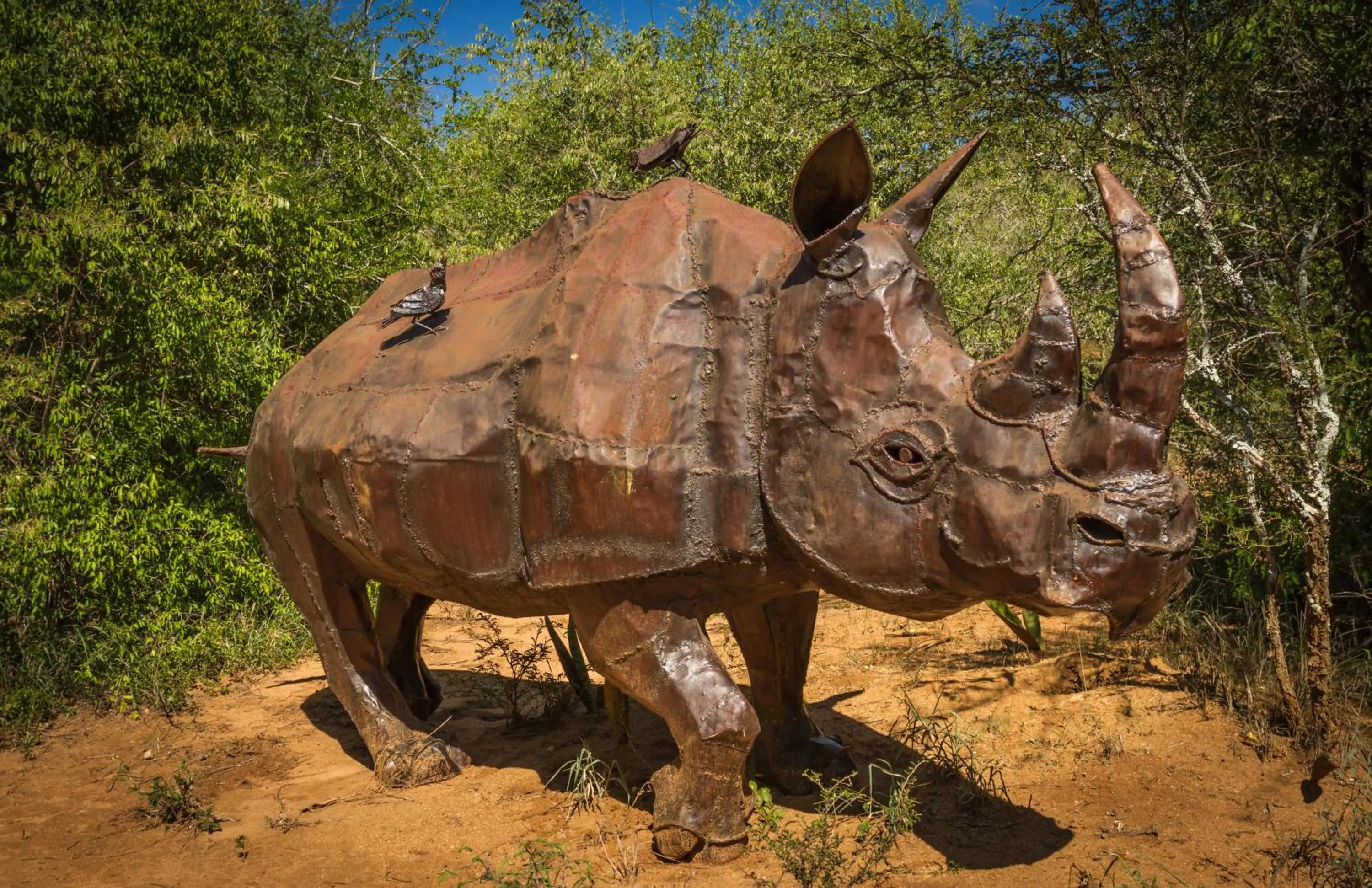 Animals in Panzi Lodge