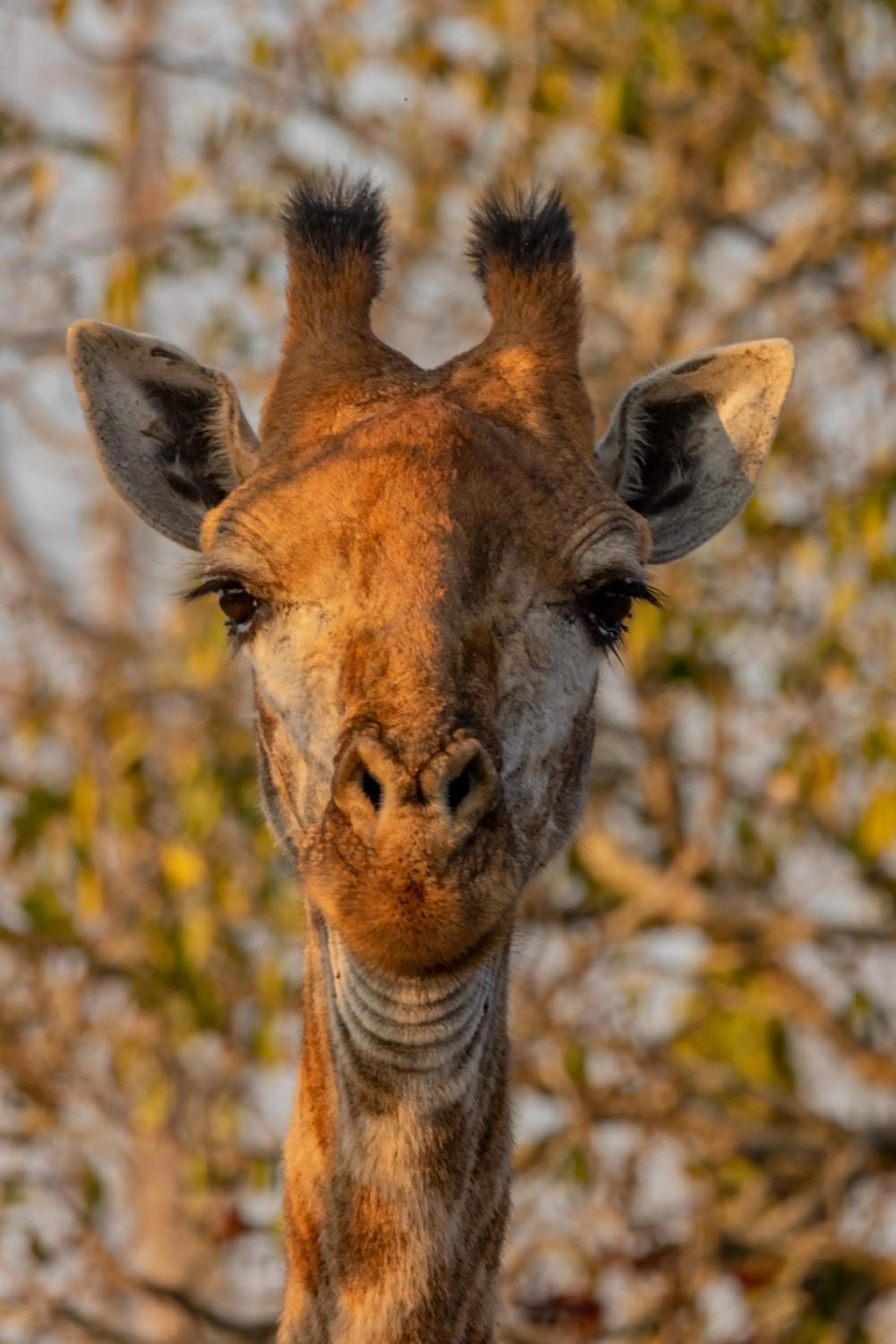 Activities in Panzi Lodge