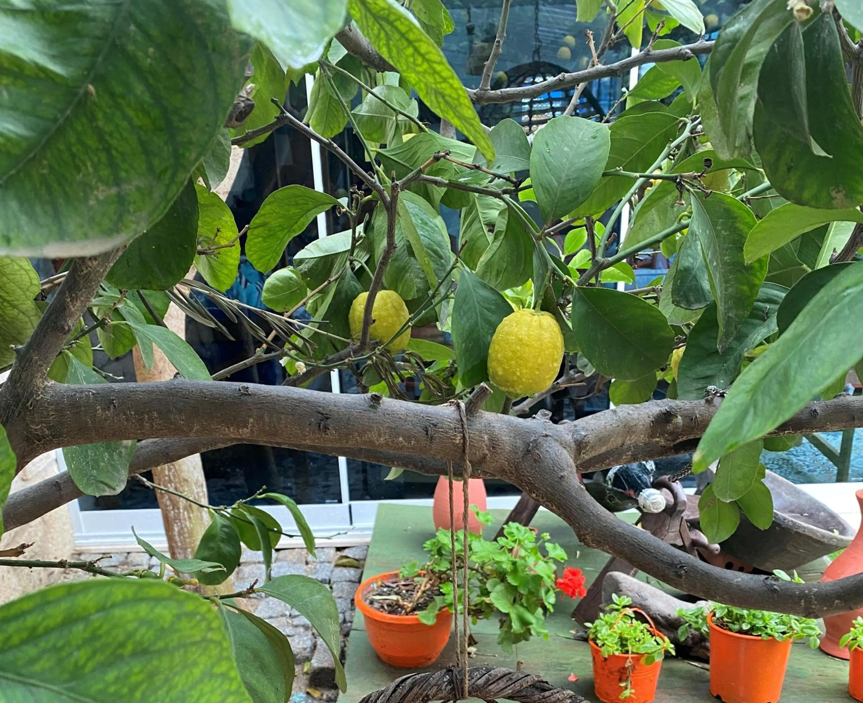 Garden view in Alacati Kayezta Hotel