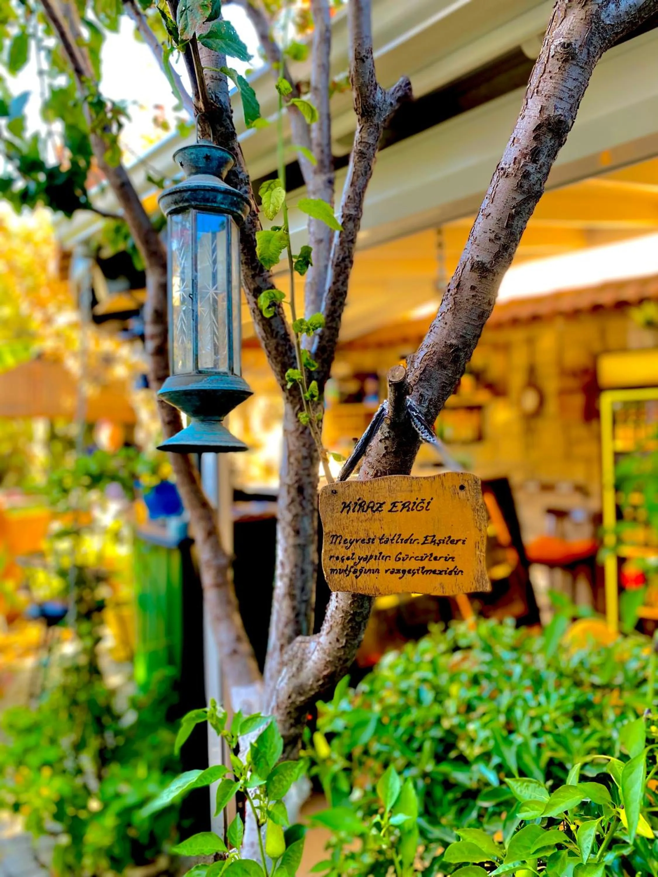 Garden in Alacati Kayezta Hotel