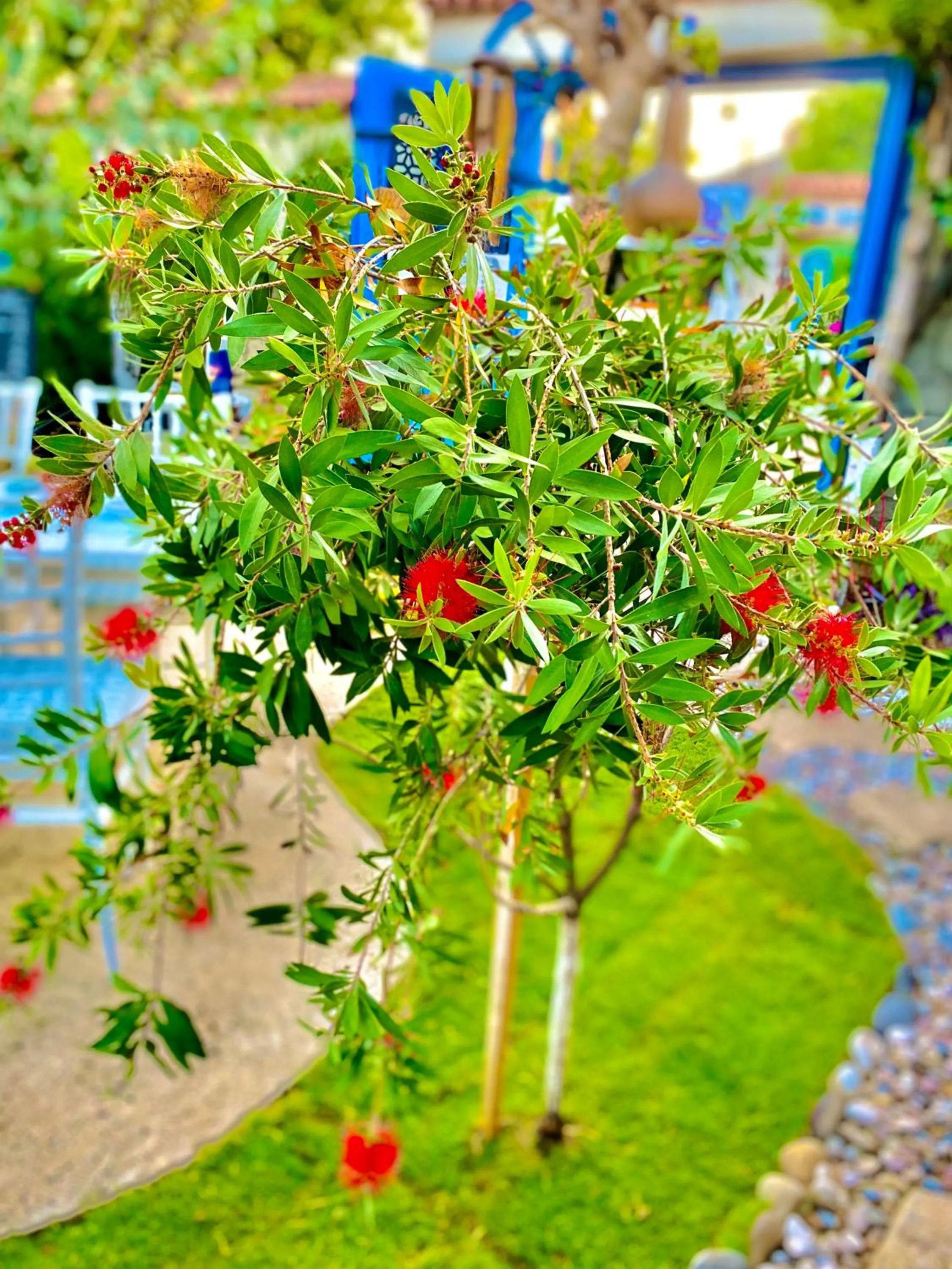 Garden view in Alacati Kayezta Hotel