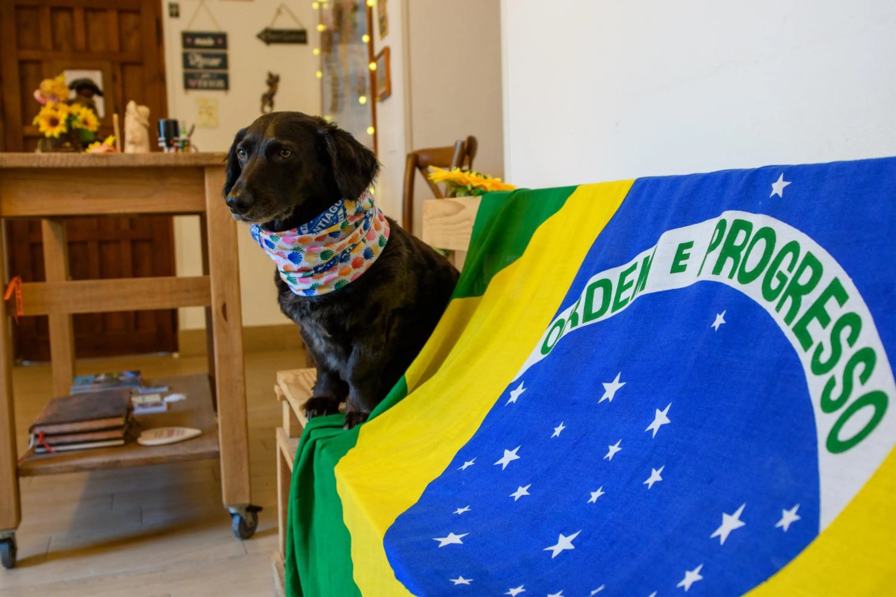 Pets in Albergue Estrella Guia