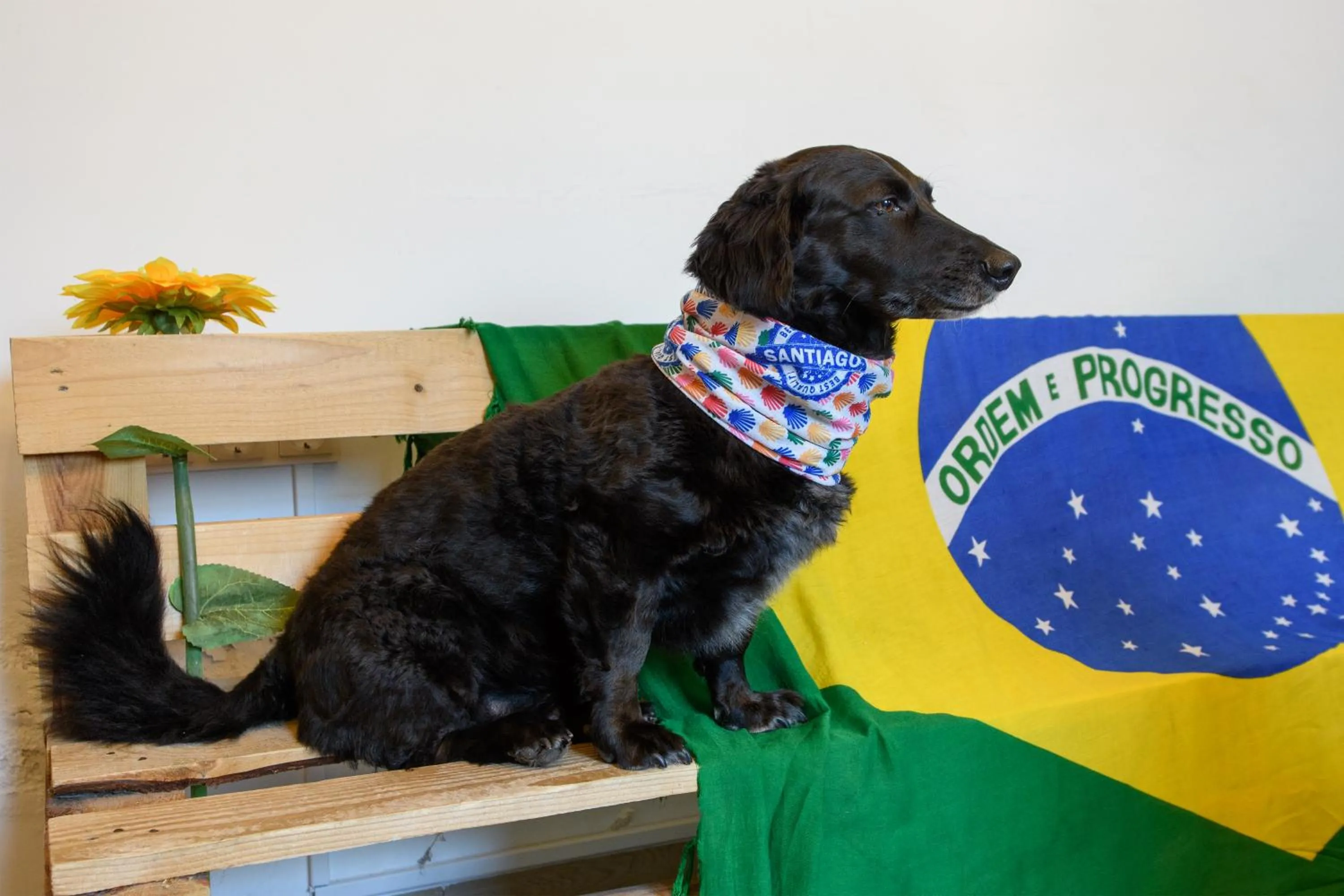 Pets in Albergue Estrella Guia