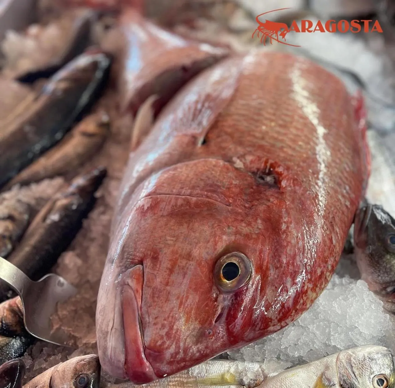 Restaurant/places to eat in Aragosta Hotel