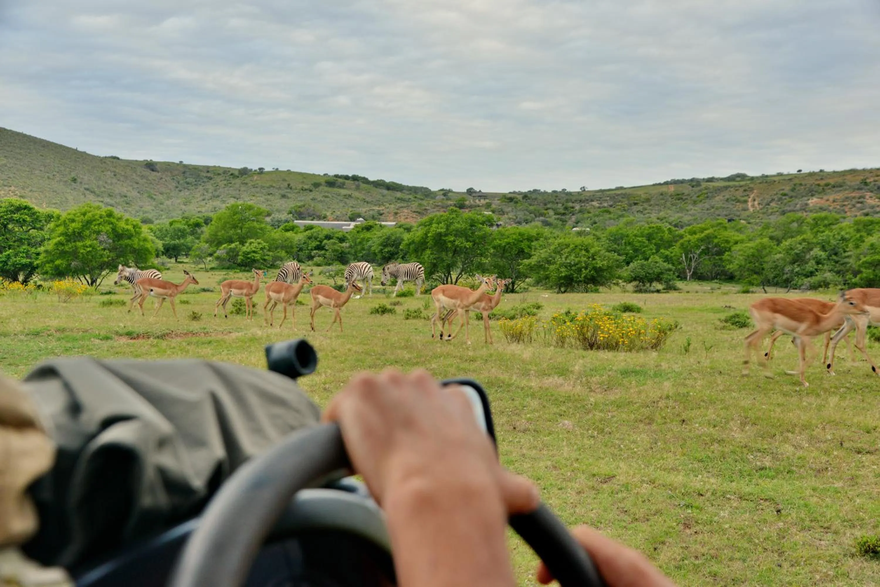 Day in Garden Route Safari Camp