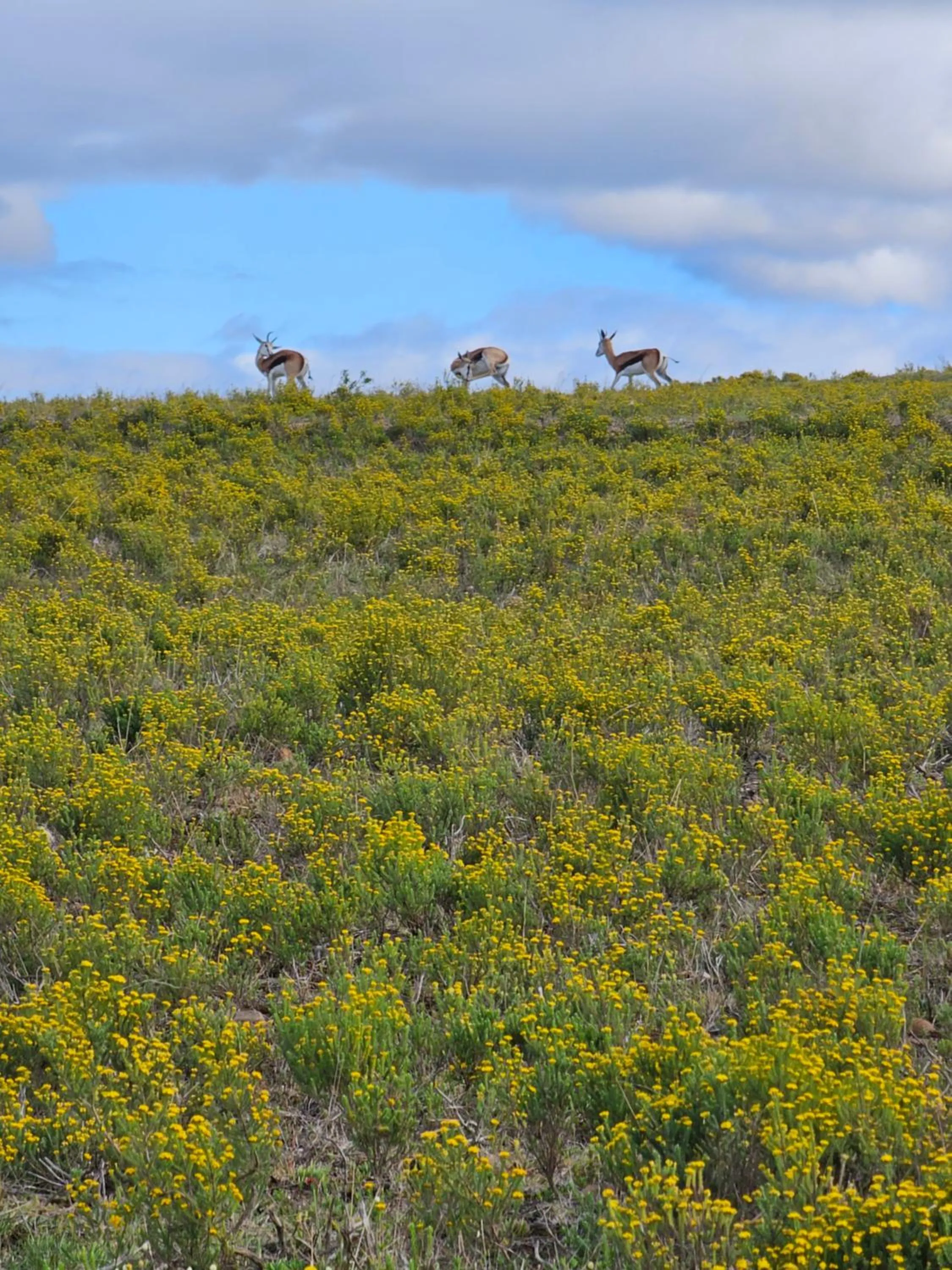 Garden Route Safari Camp