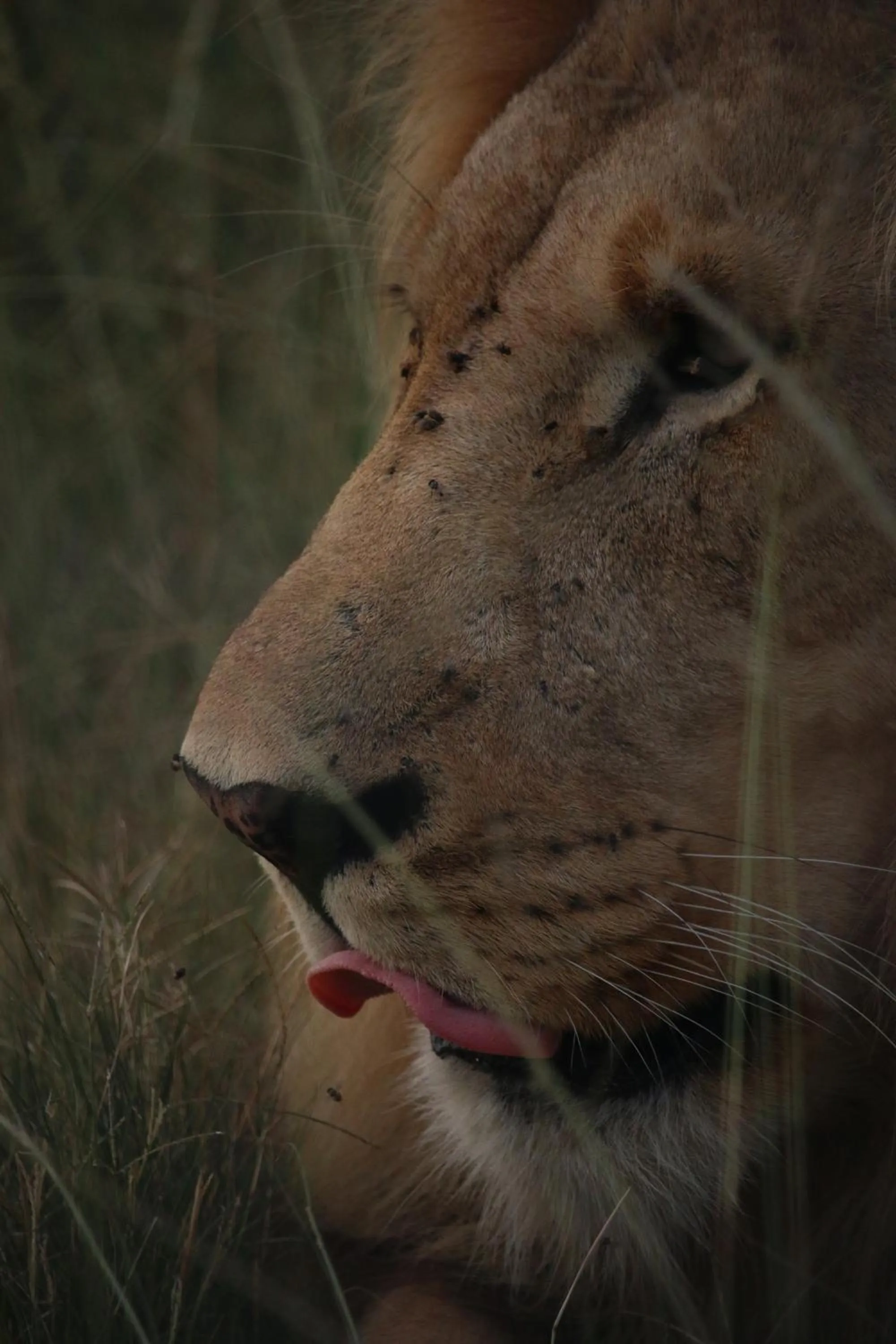 Garden Route Safari Camp