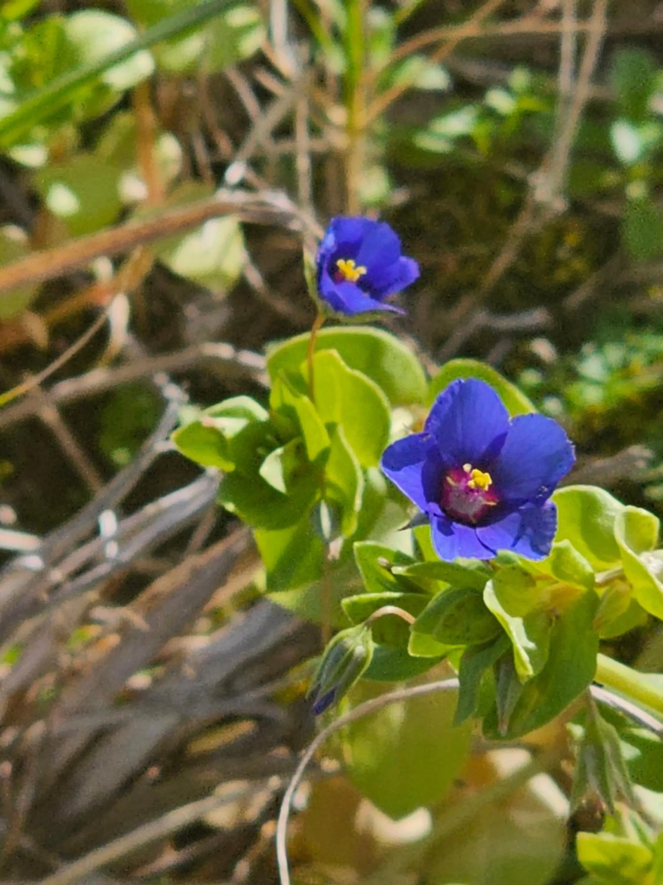 Garden Route Safari Camp