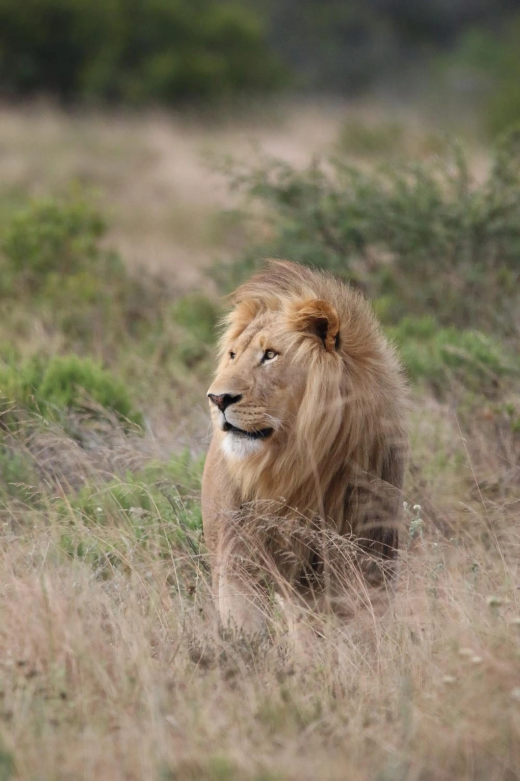 Day in Garden Route Safari Camp