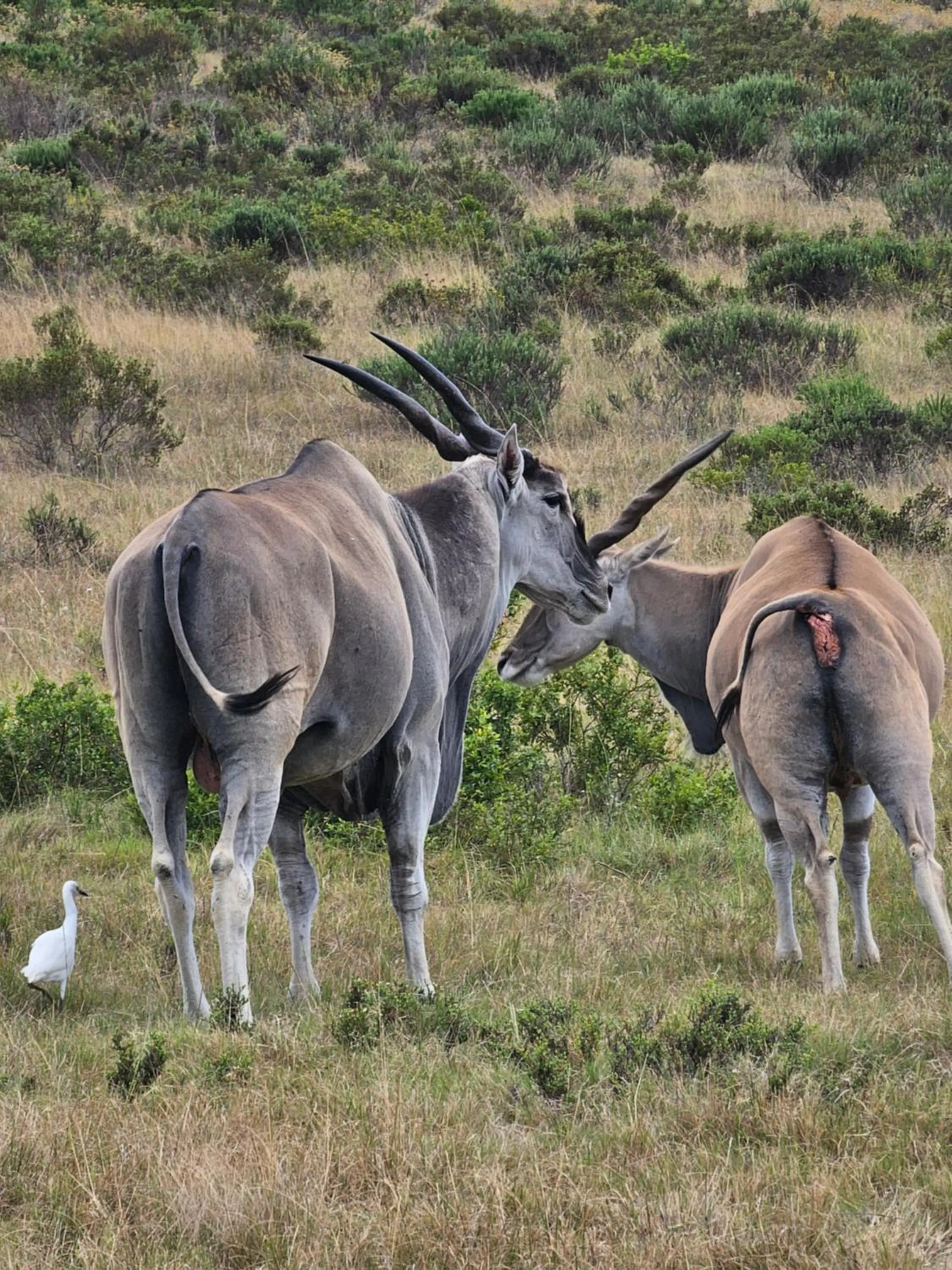 Garden Route Safari Camp