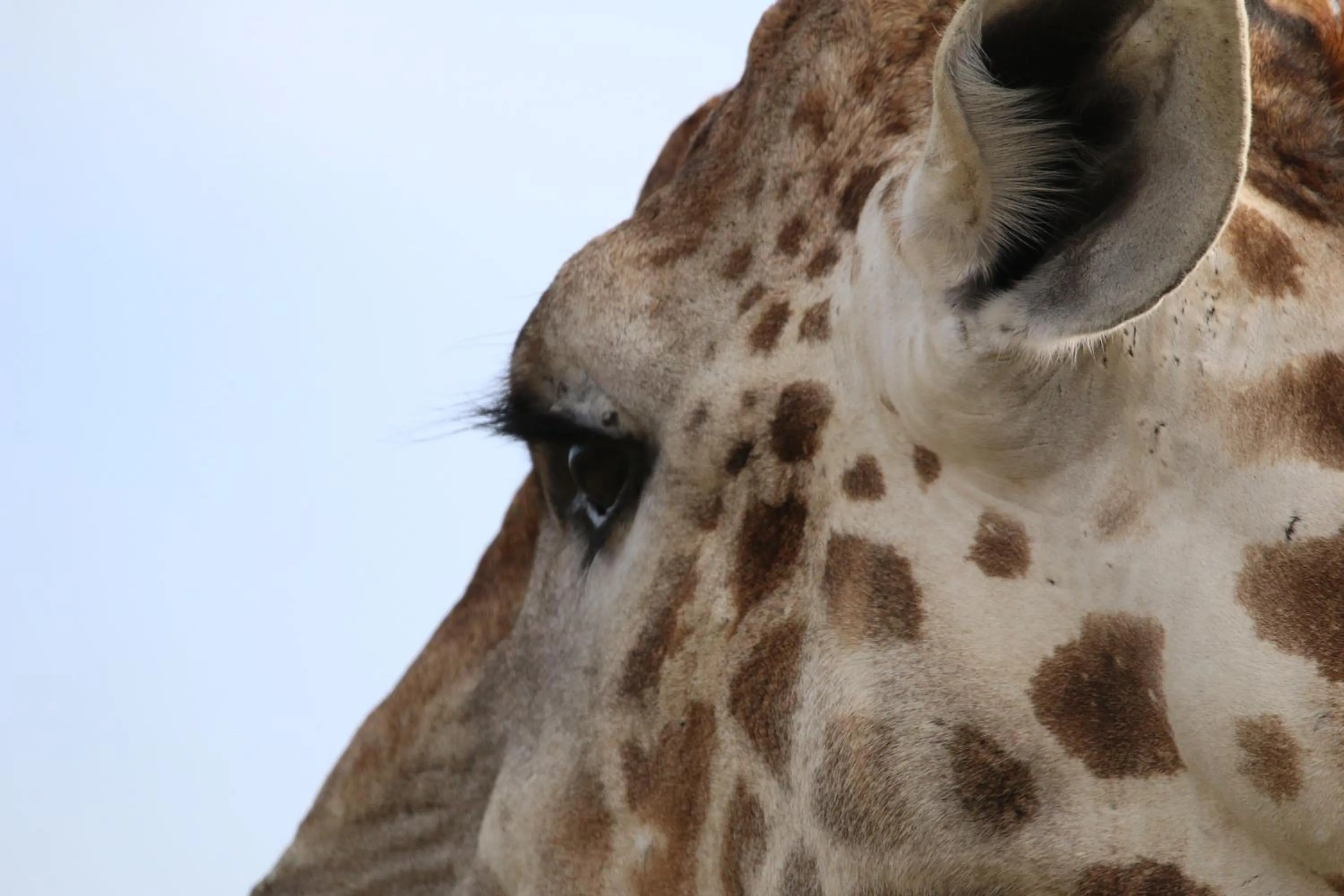 Animals in Garden Route Safari Camp