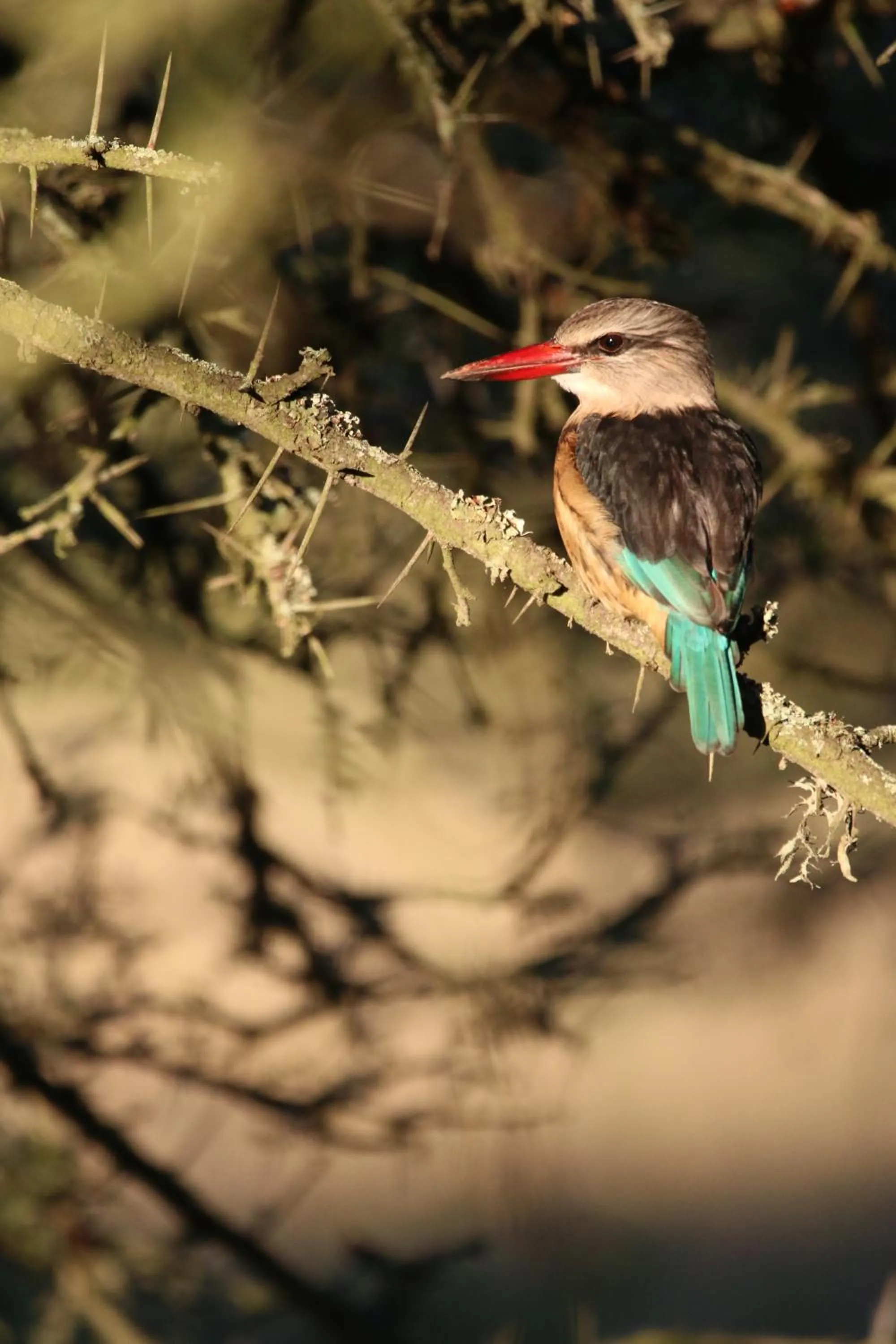 Animals in Garden Route Safari Camp