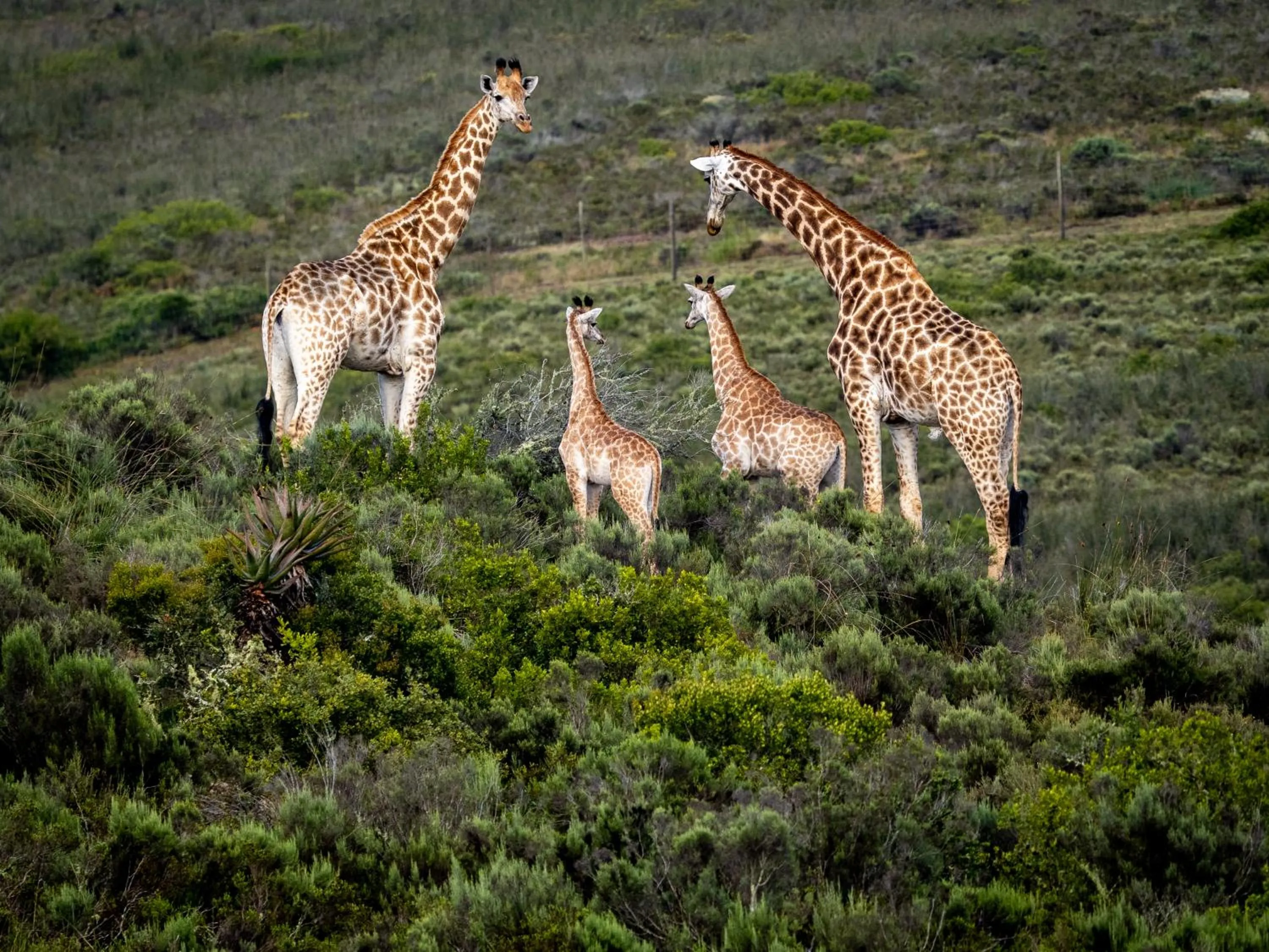 Garden Route Safari Camp