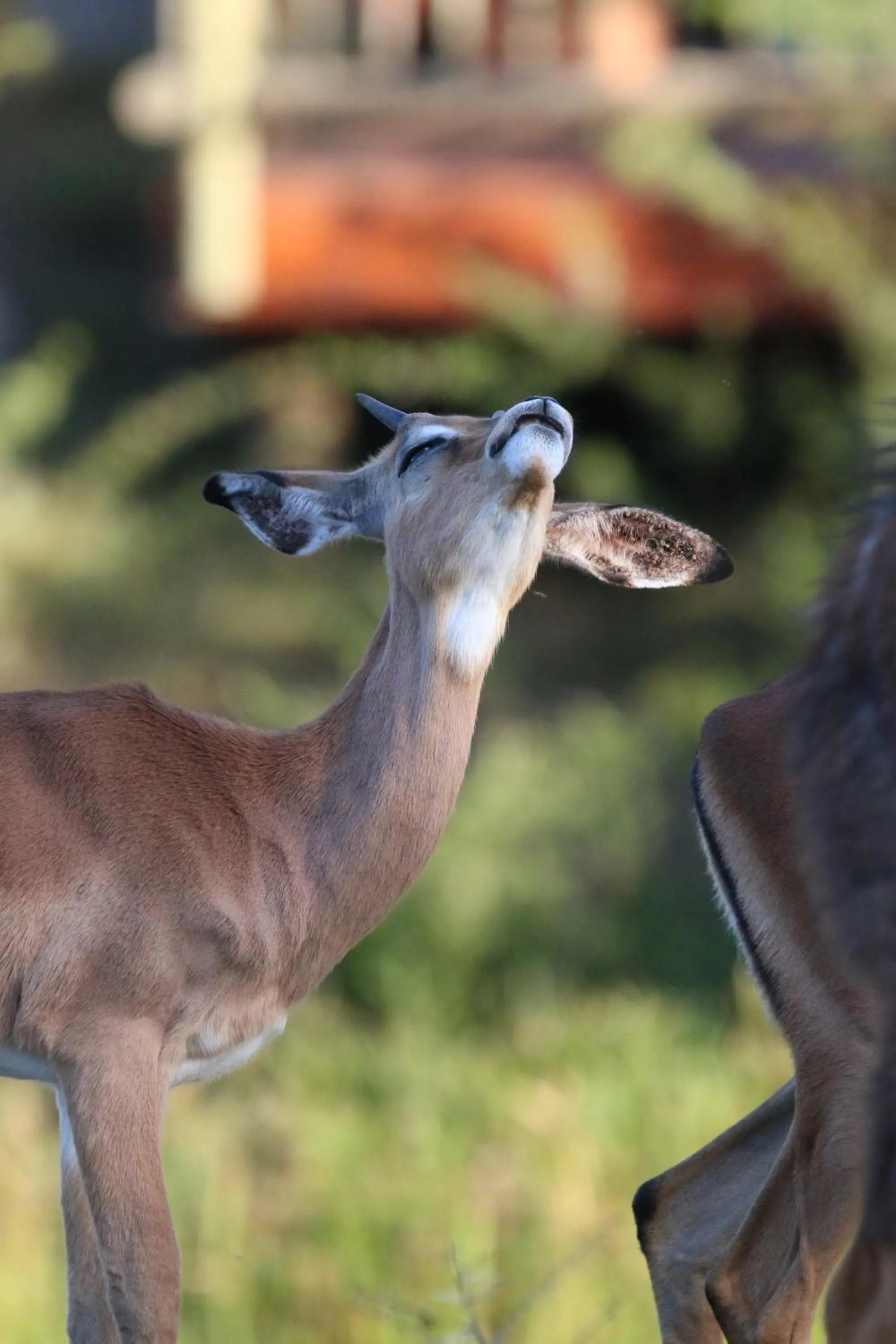 Animals in Garden Route Safari Camp