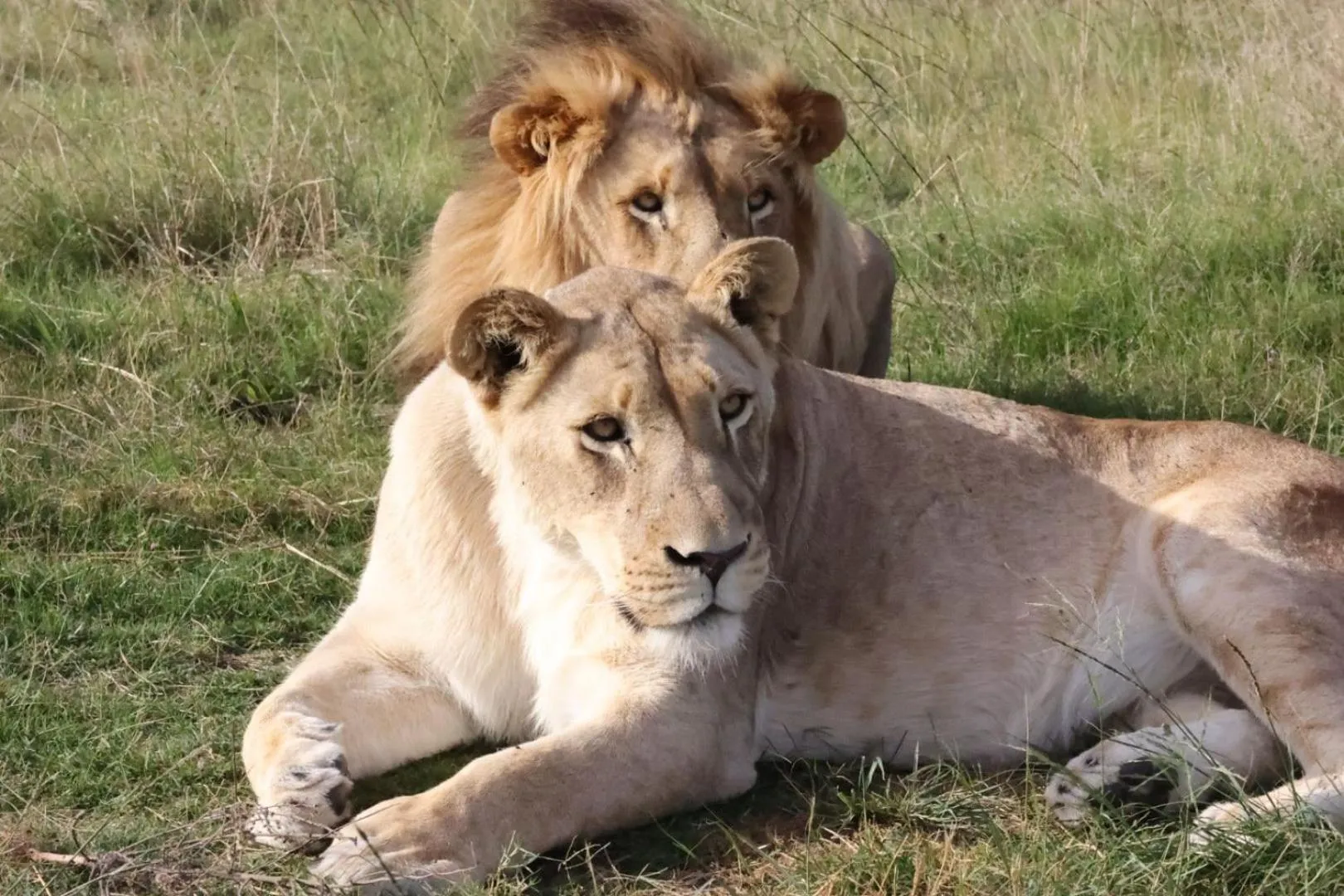 Garden Route Safari Camp