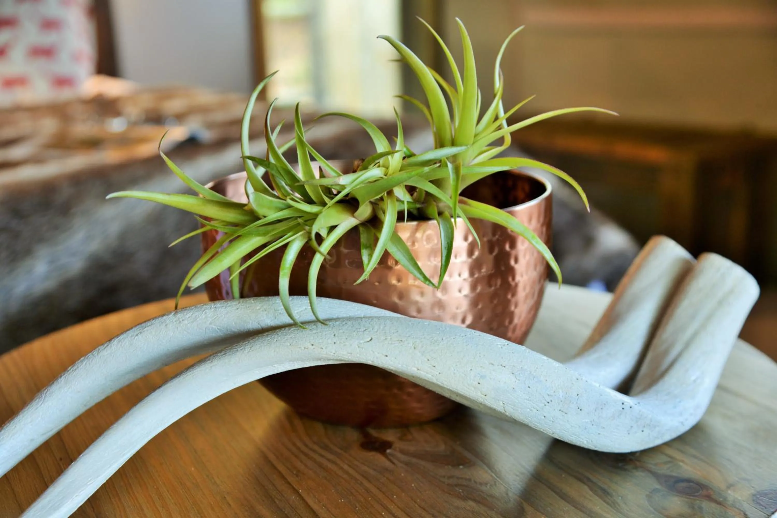 Decorative detail in Garden Route Safari Camp