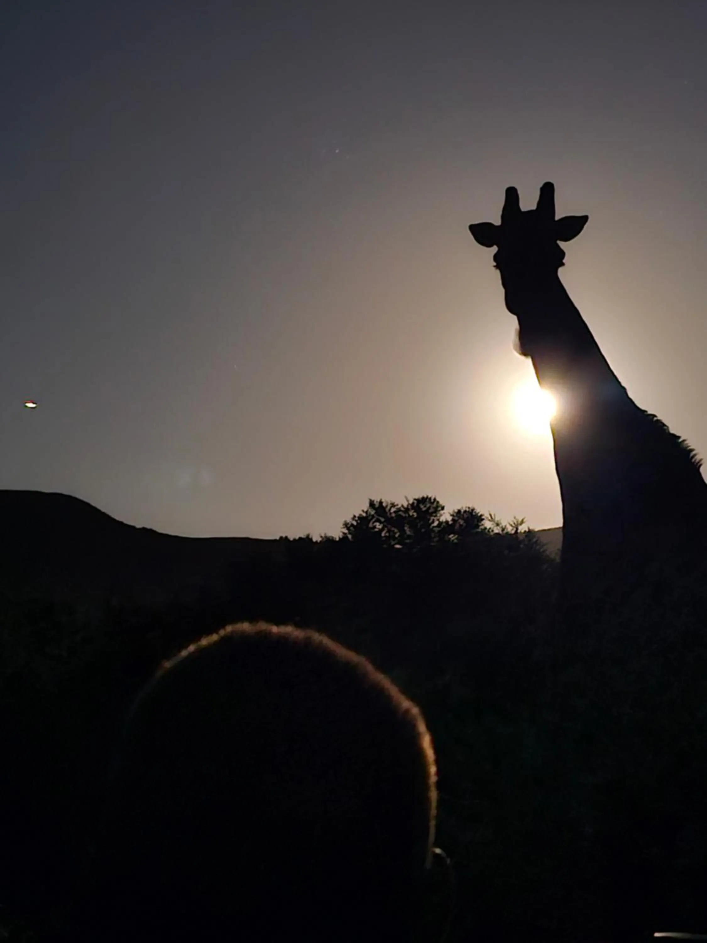 Animals in Garden Route Safari Camp