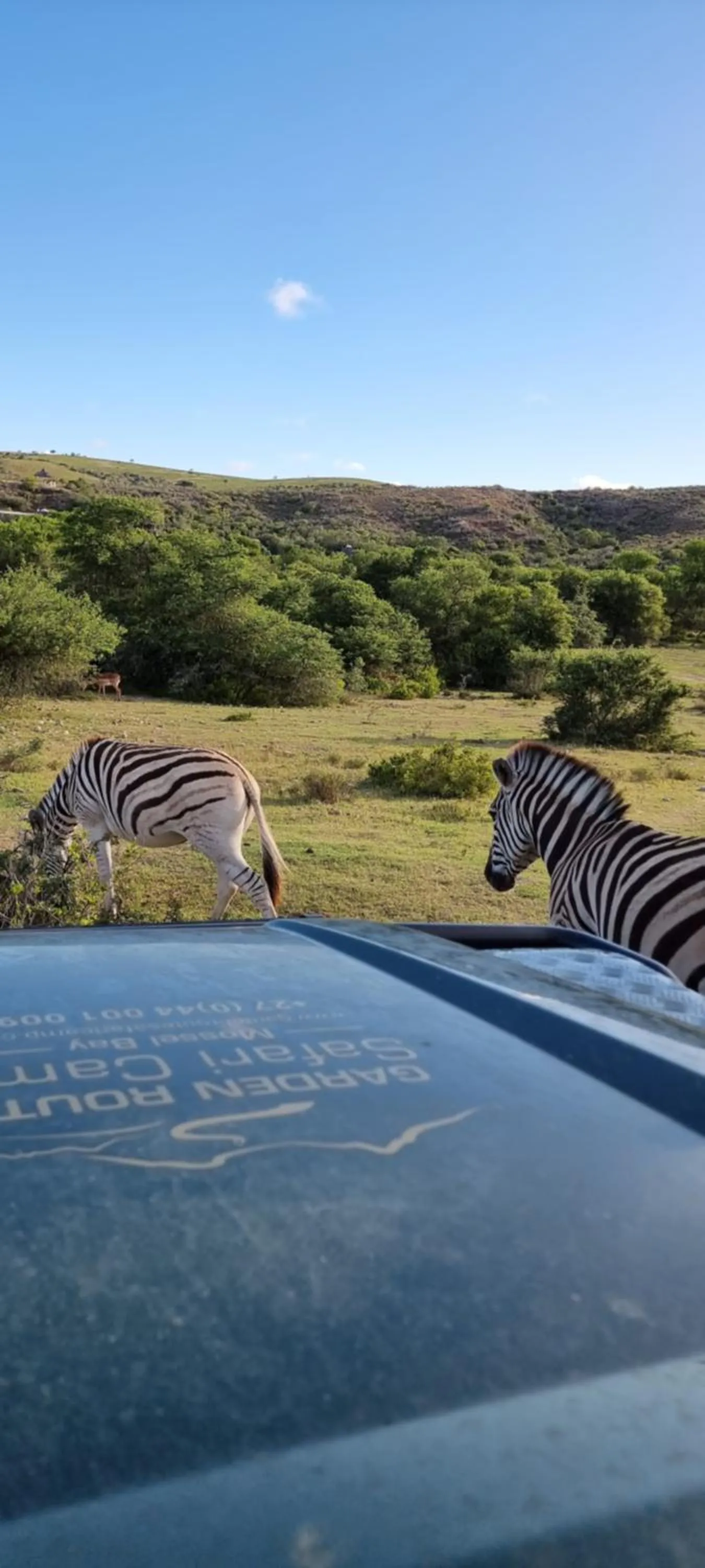 Day in Garden Route Safari Camp