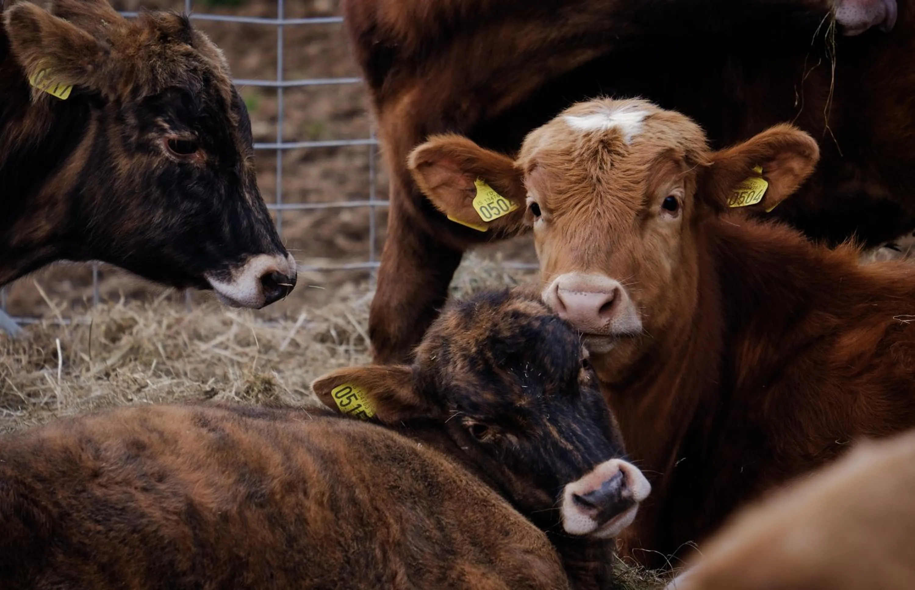 Animals in Hraunsnef Country Hotel