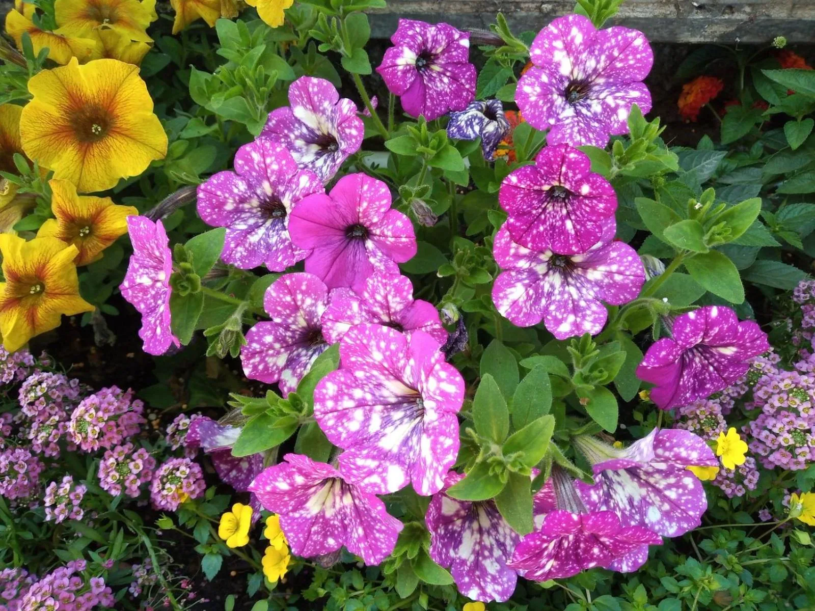 Garden in Ristorante Albergo Corona