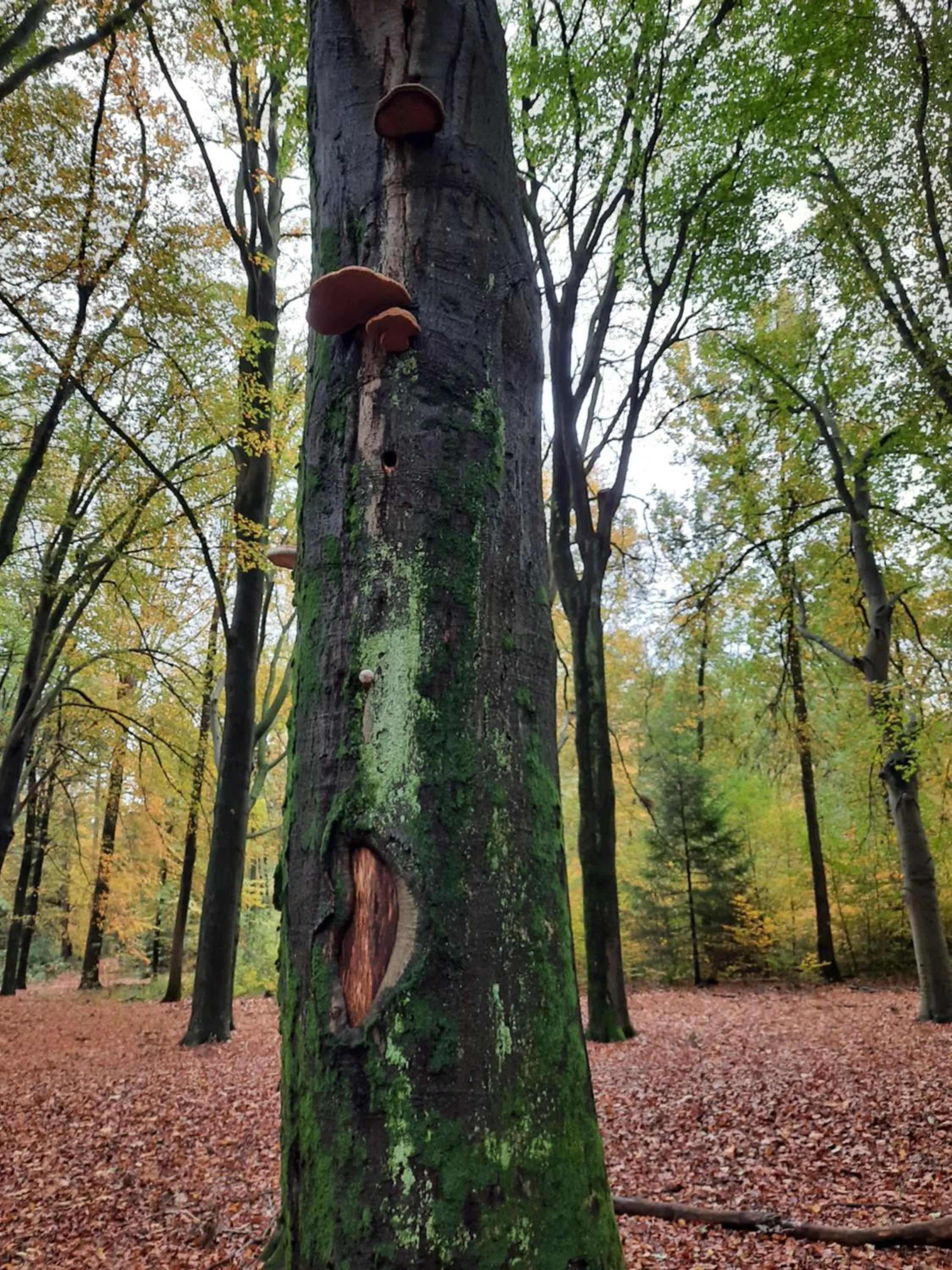 Natural landscape in Teska Bed & Breakfast