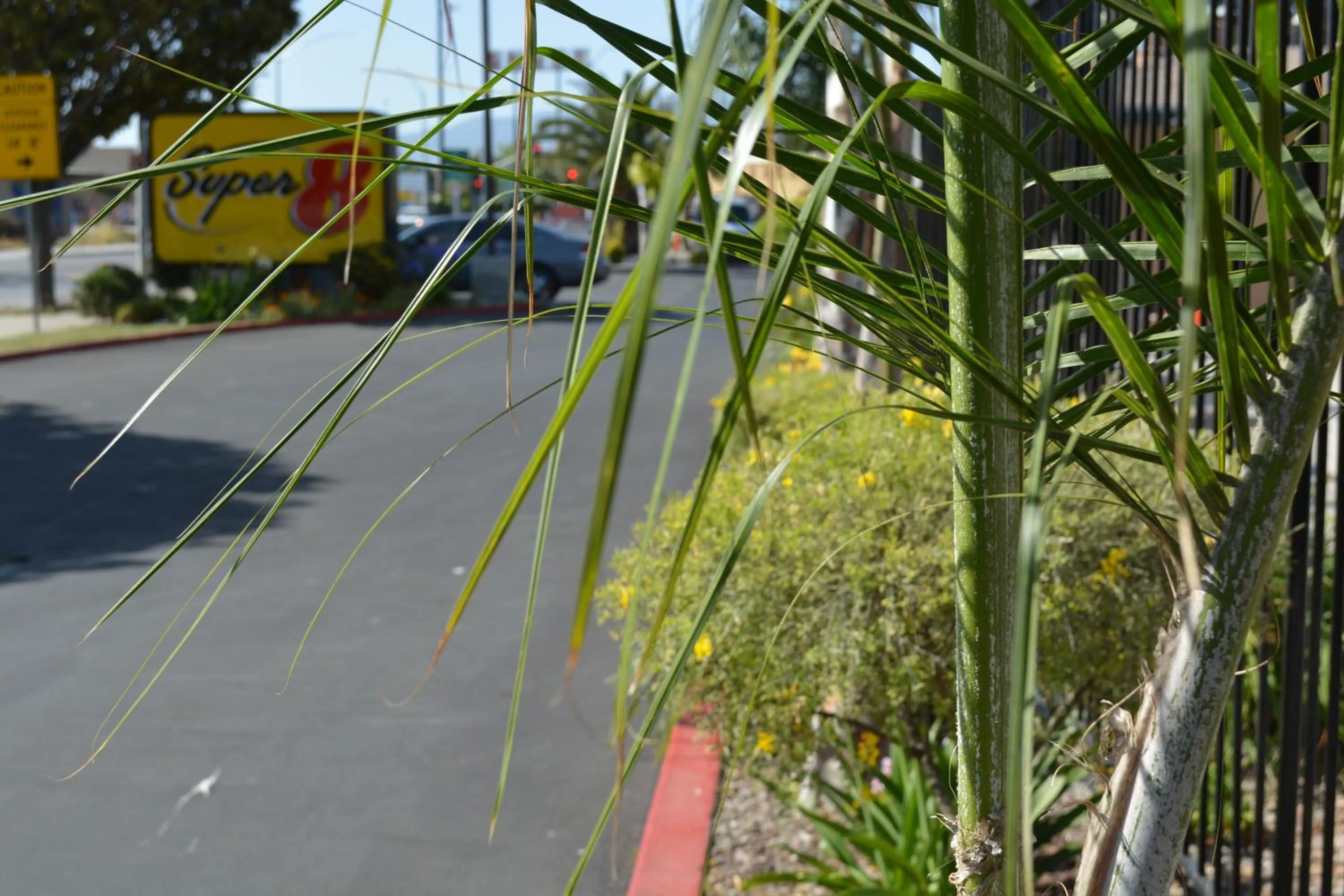 Garden in Super 8 by Wyndham Salinas