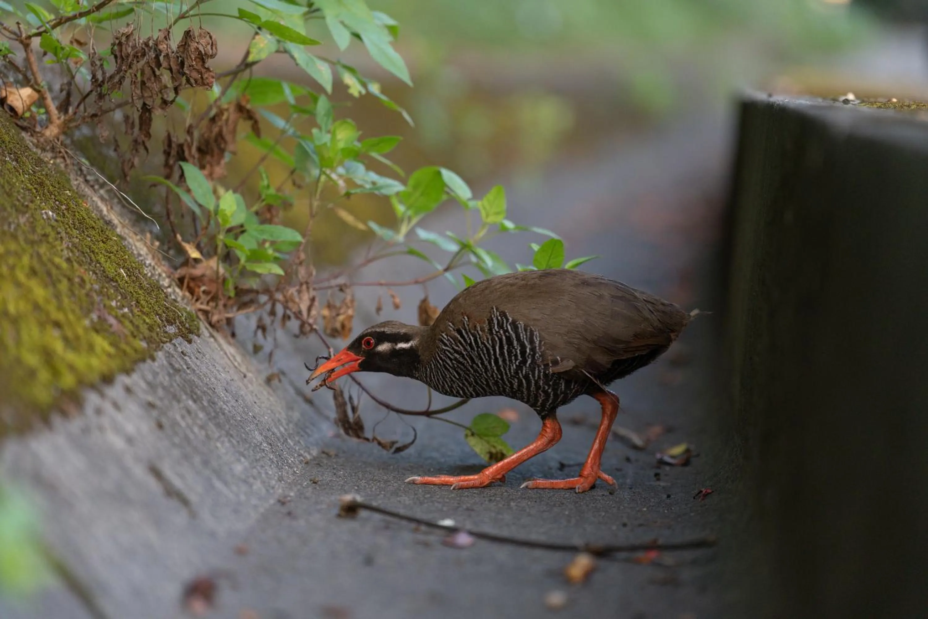 Natural landscape in Ada Garden Hotel Okinawa
