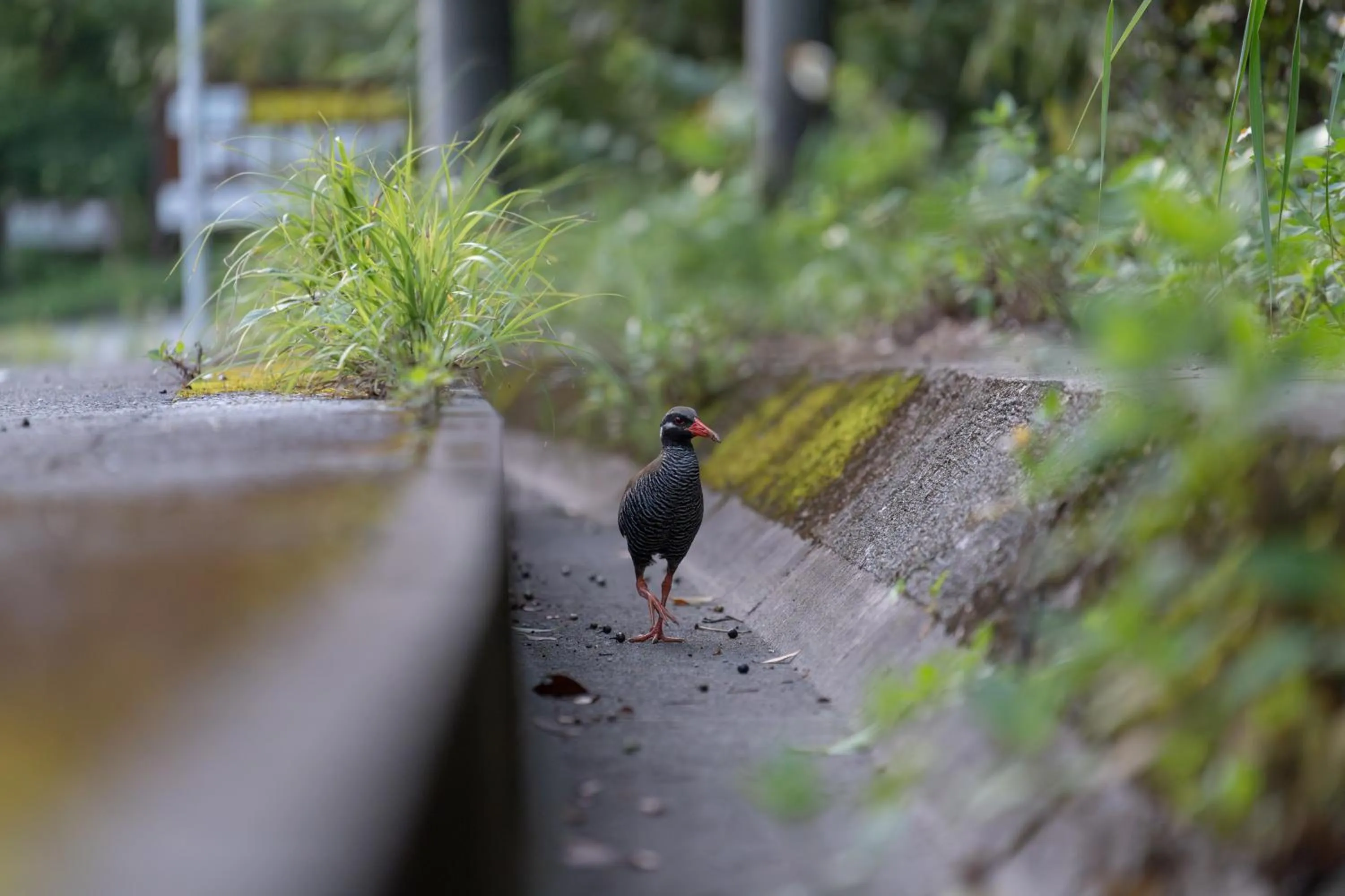 Natural landscape in Ada Garden Hotel Okinawa