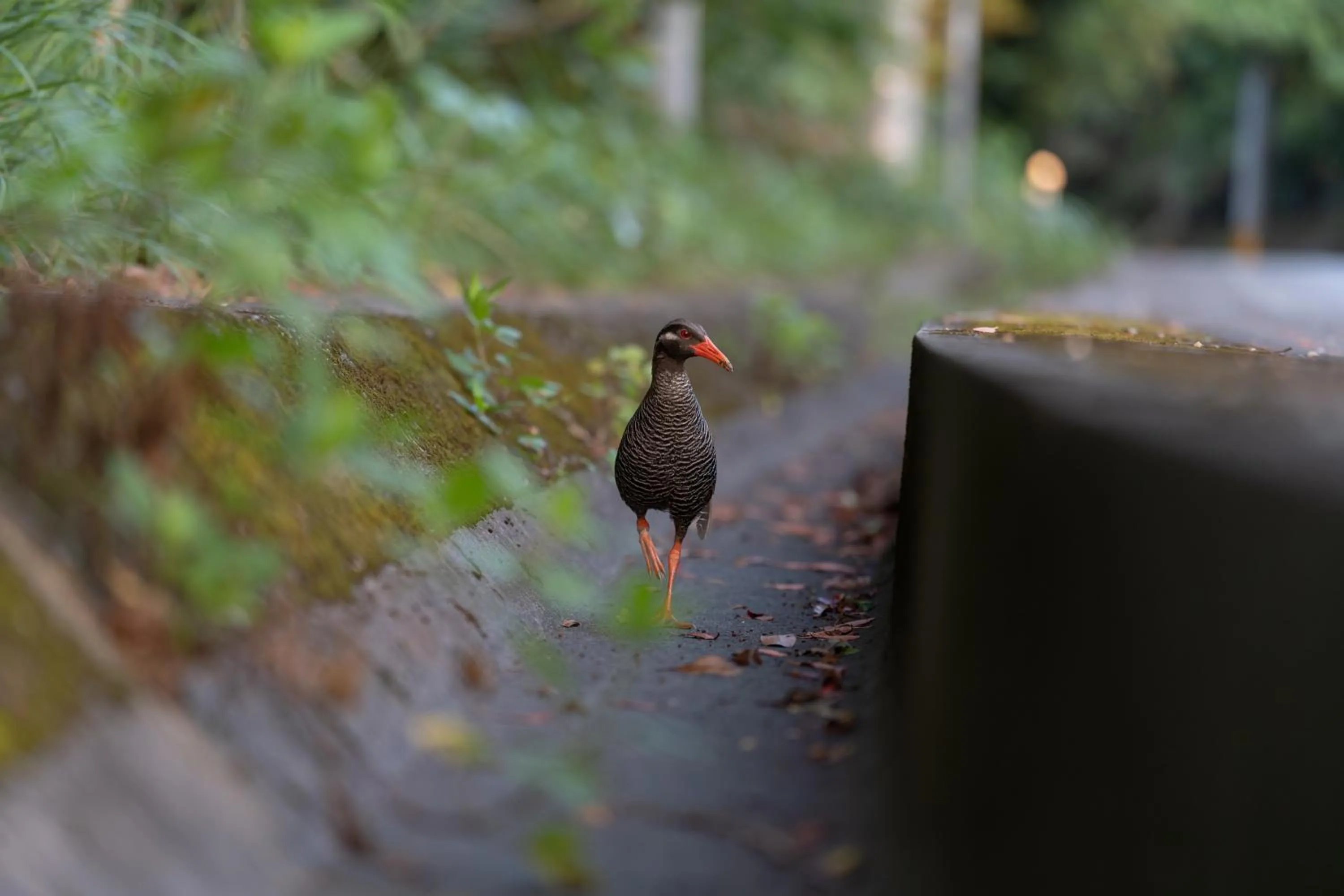 Natural landscape in Ada Garden Hotel Okinawa