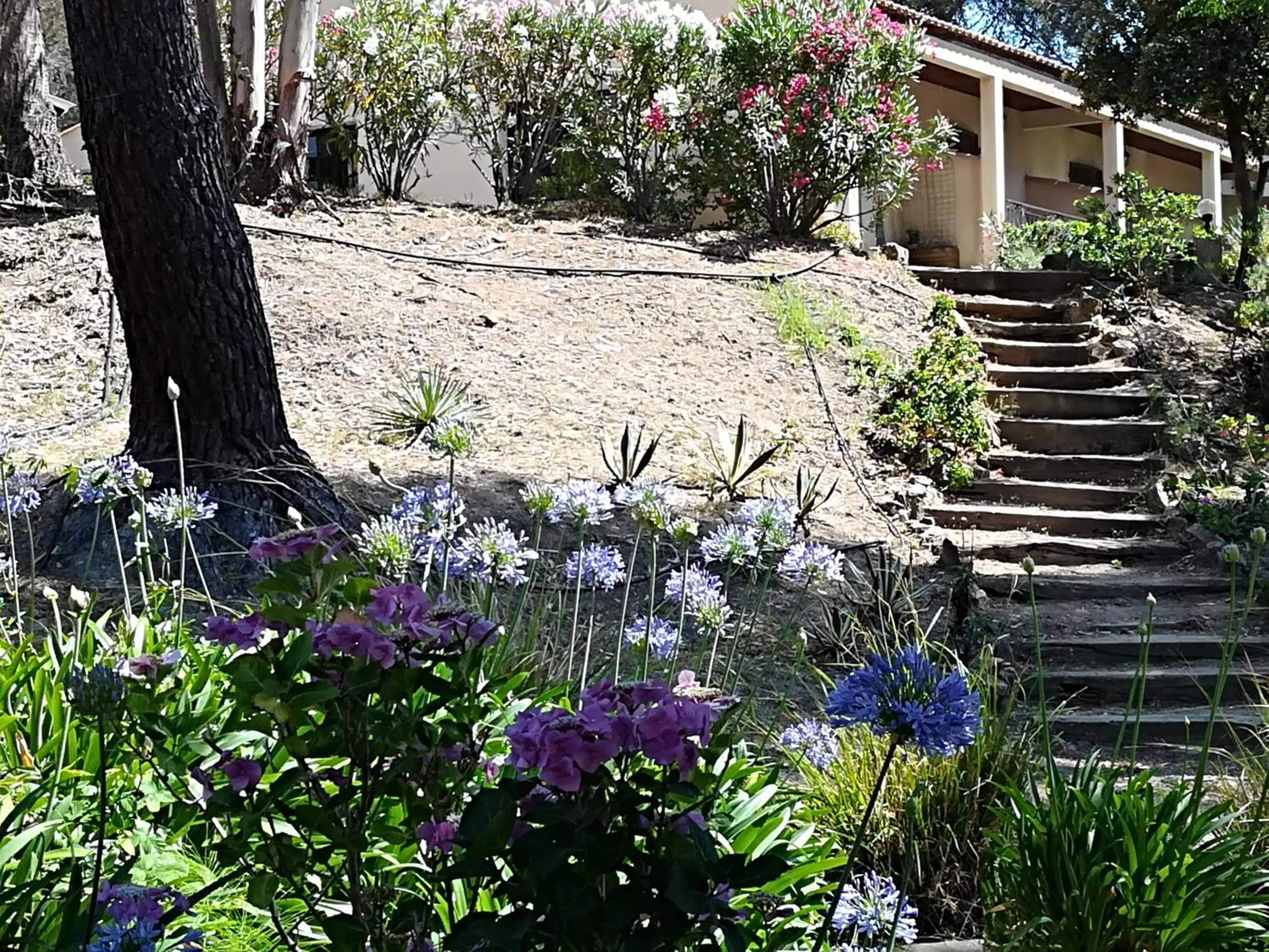 Garden in Auberge Ferayola