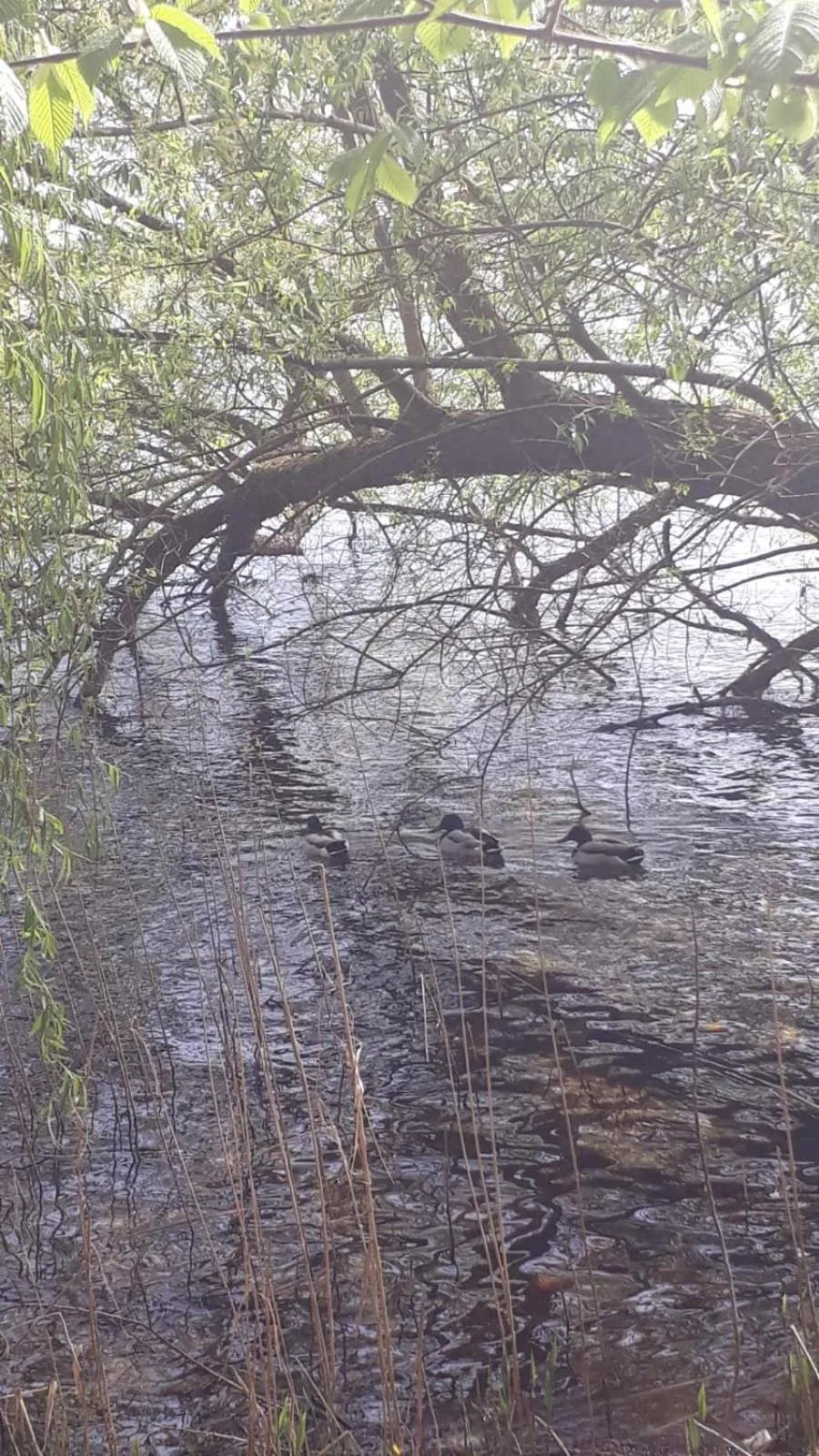 Spring in Landhaus am Schaalsee