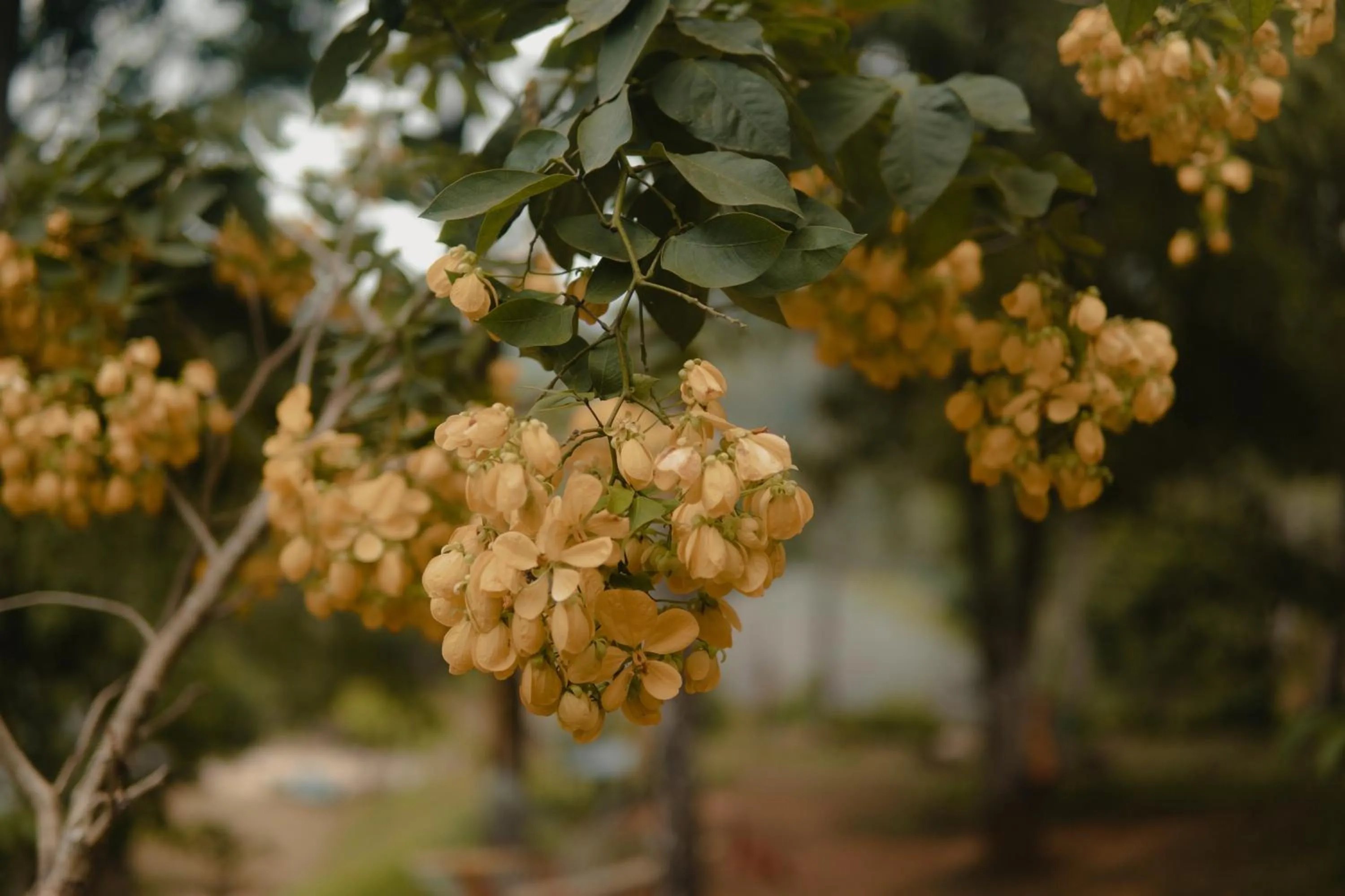 Natural landscape in Abad Brookside Wayanad