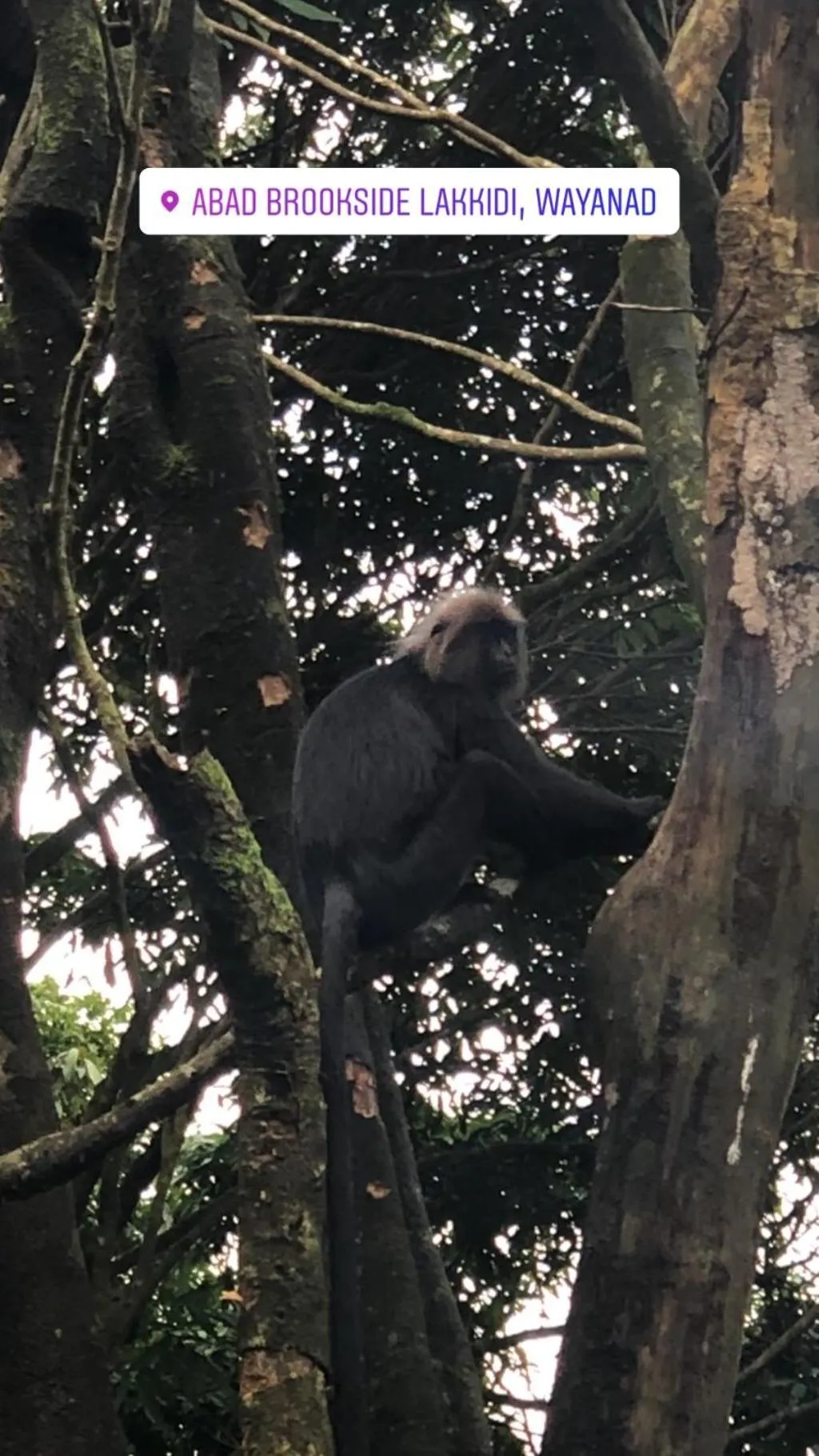 Animals in Abad Brookside Wayanad