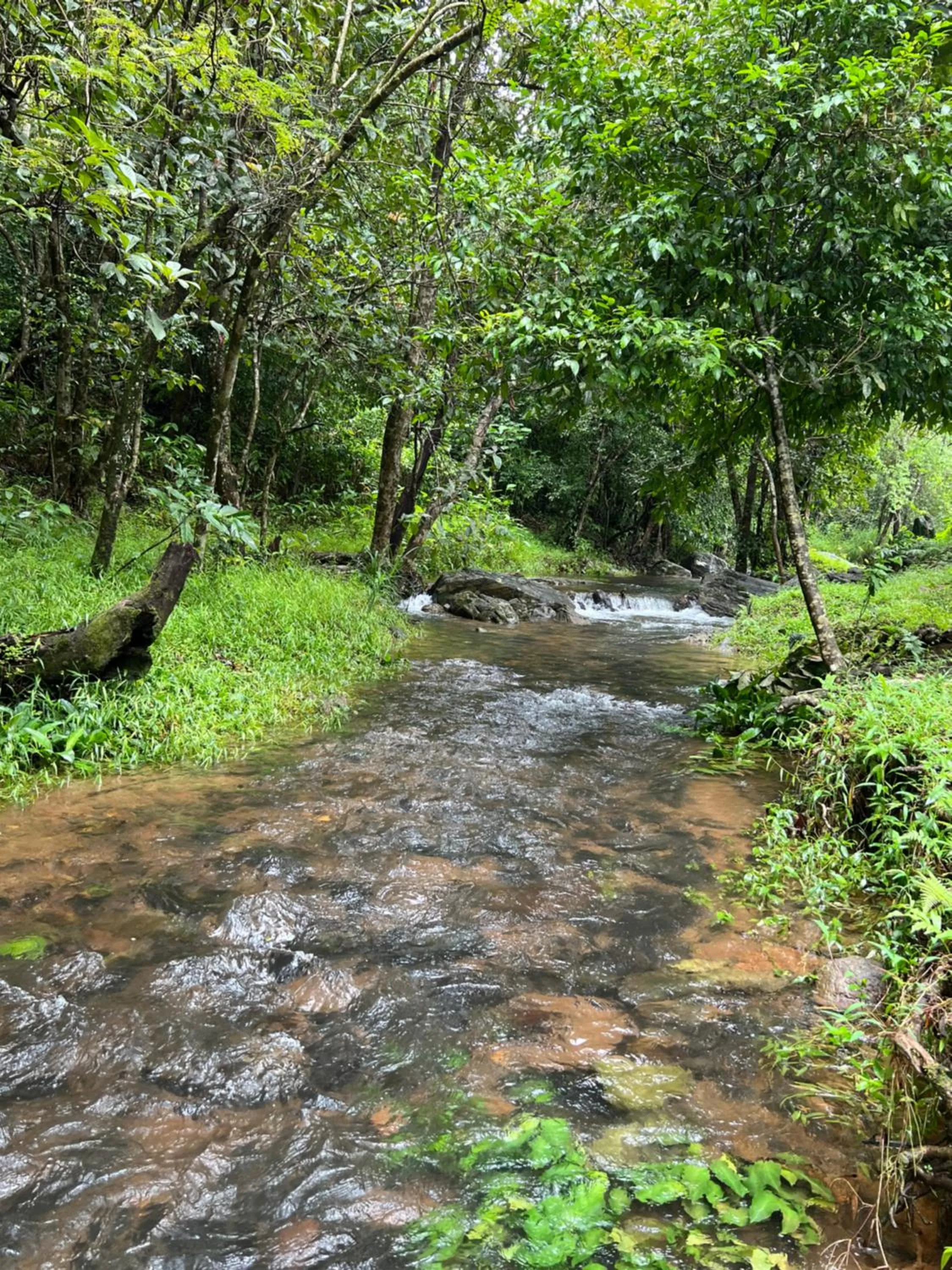 River view in Abad Brookside Wayanad