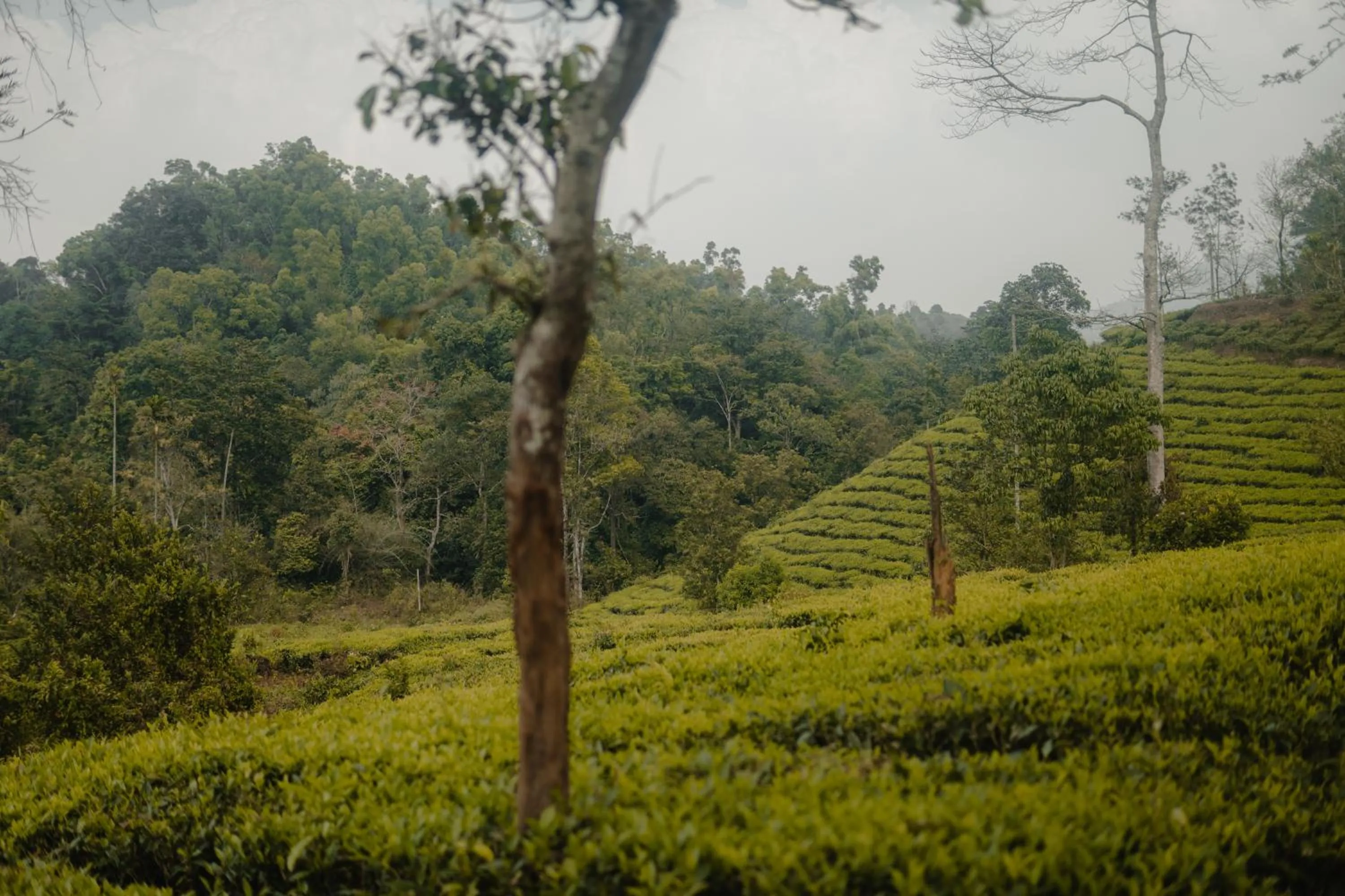 Nearby landmark in Abad Brookside Wayanad