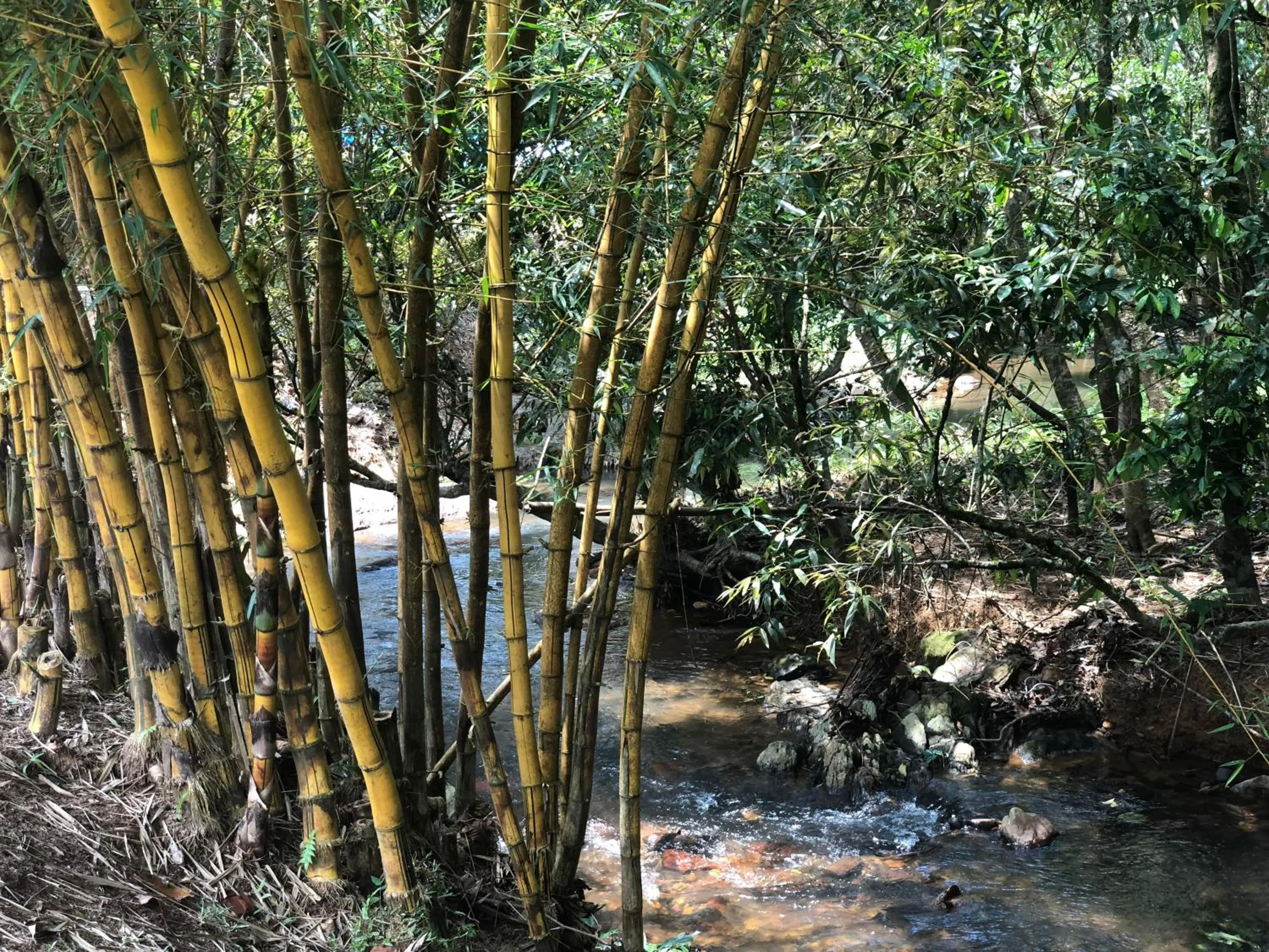 Spring in Abad Brookside Wayanad