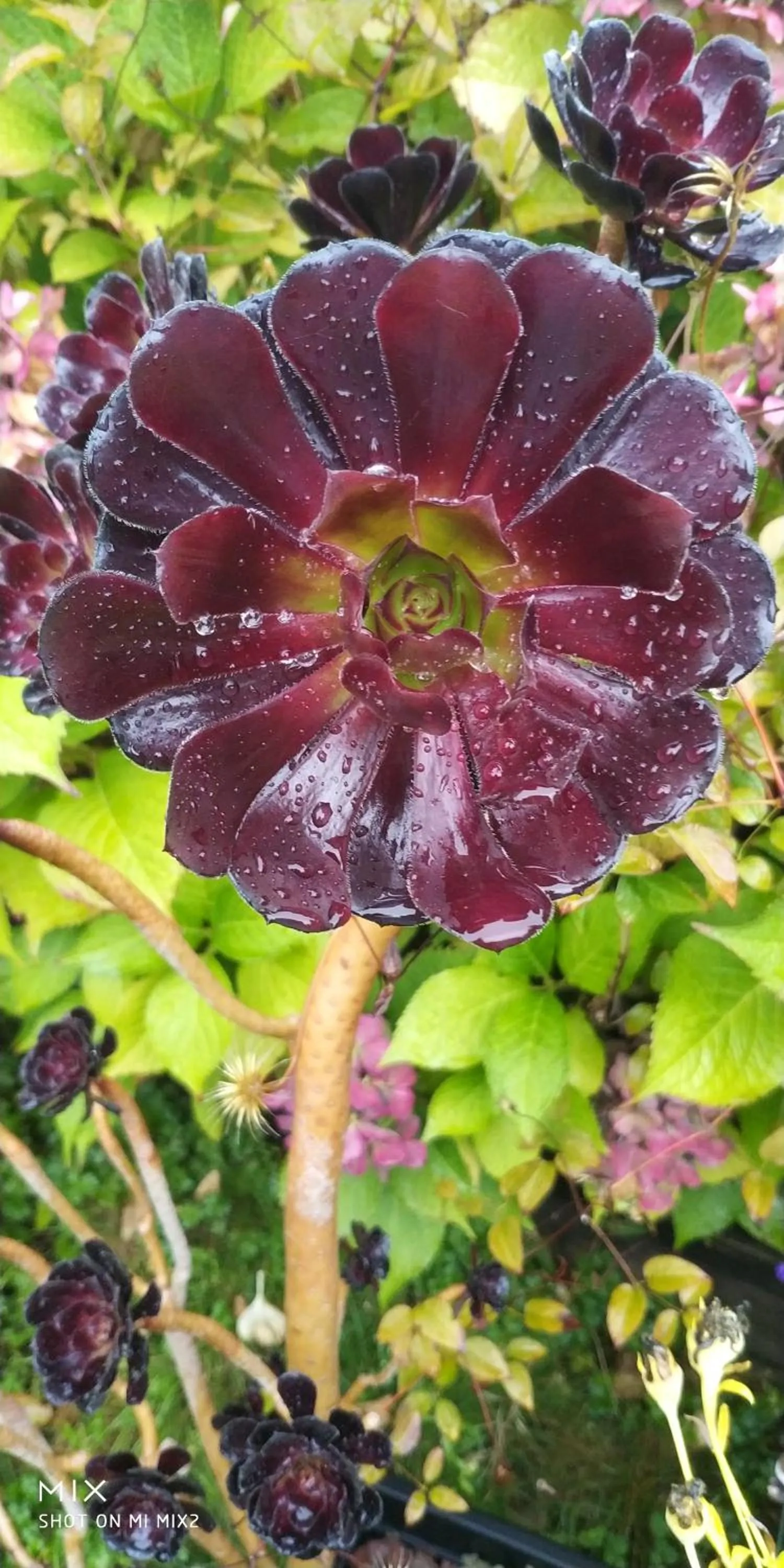 Summer in Helen's House / Close to Skytrain and Airport