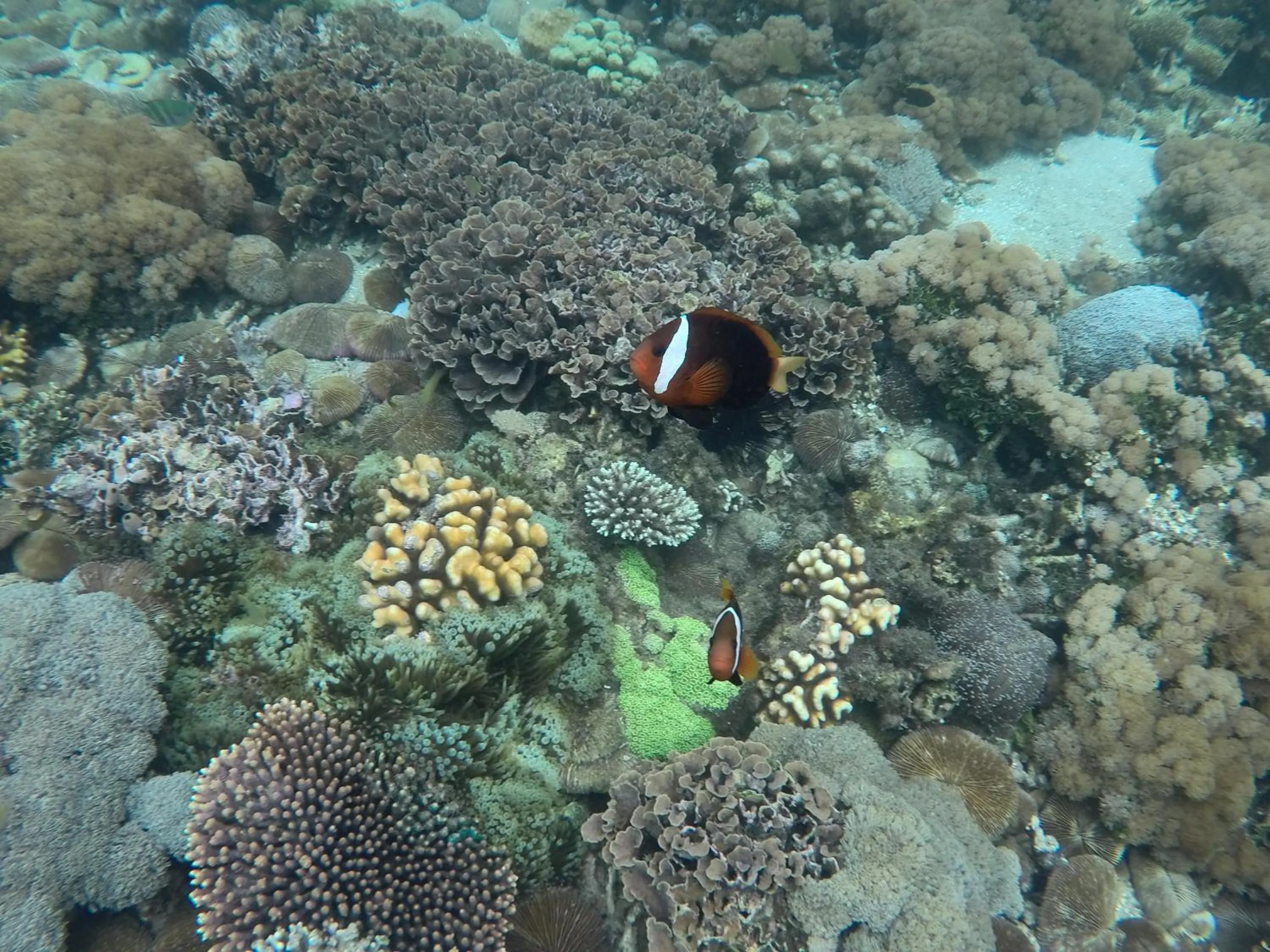 Snorkeling in Ekas Surf Resort & Surf Camp