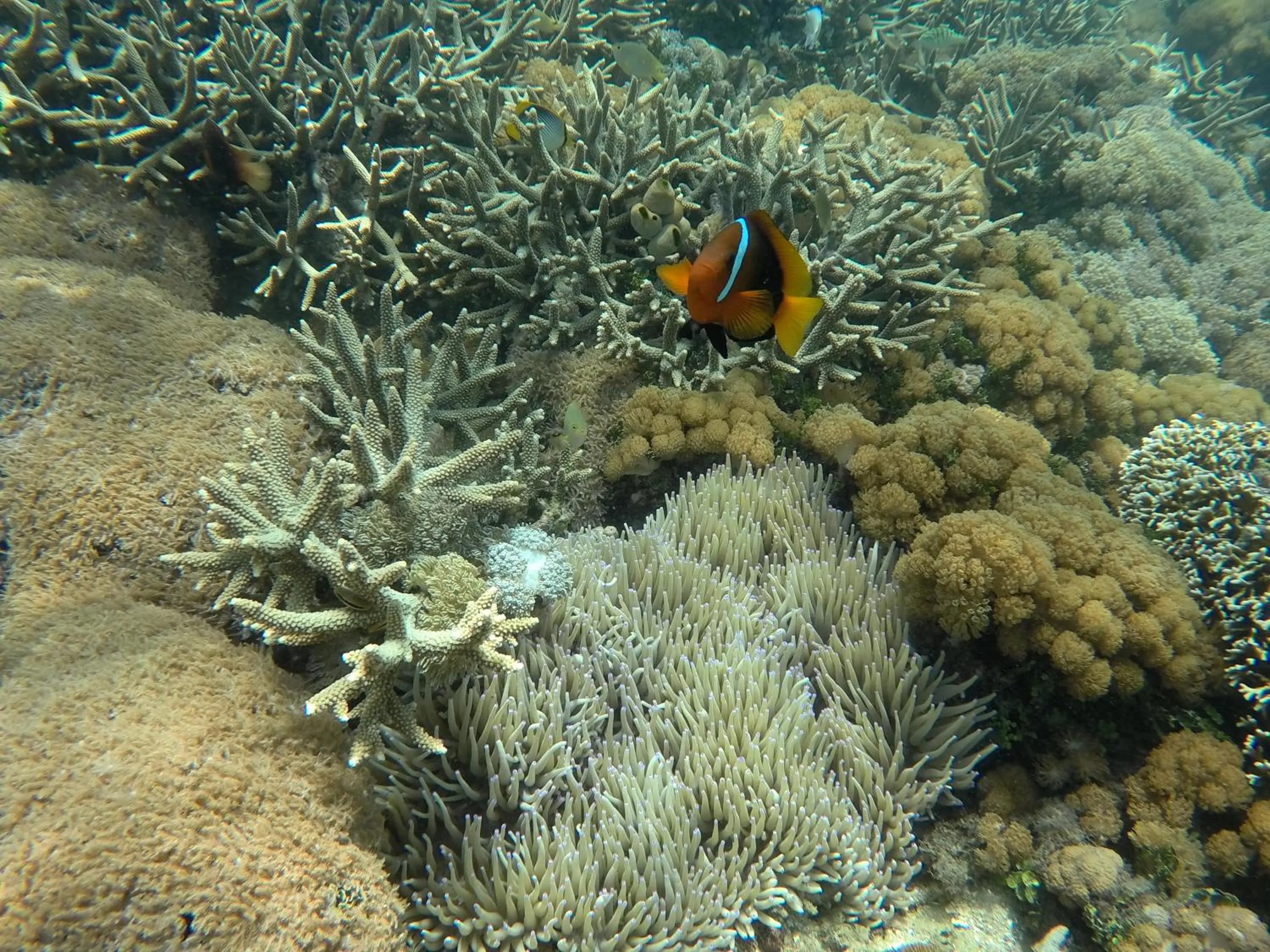 Snorkeling in Ekas Surf Resort & Surf Camp