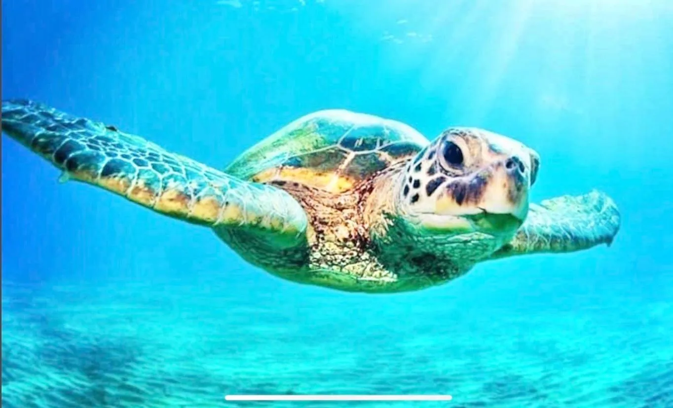 Activities in Ekas Surf Resort & Surf Camp