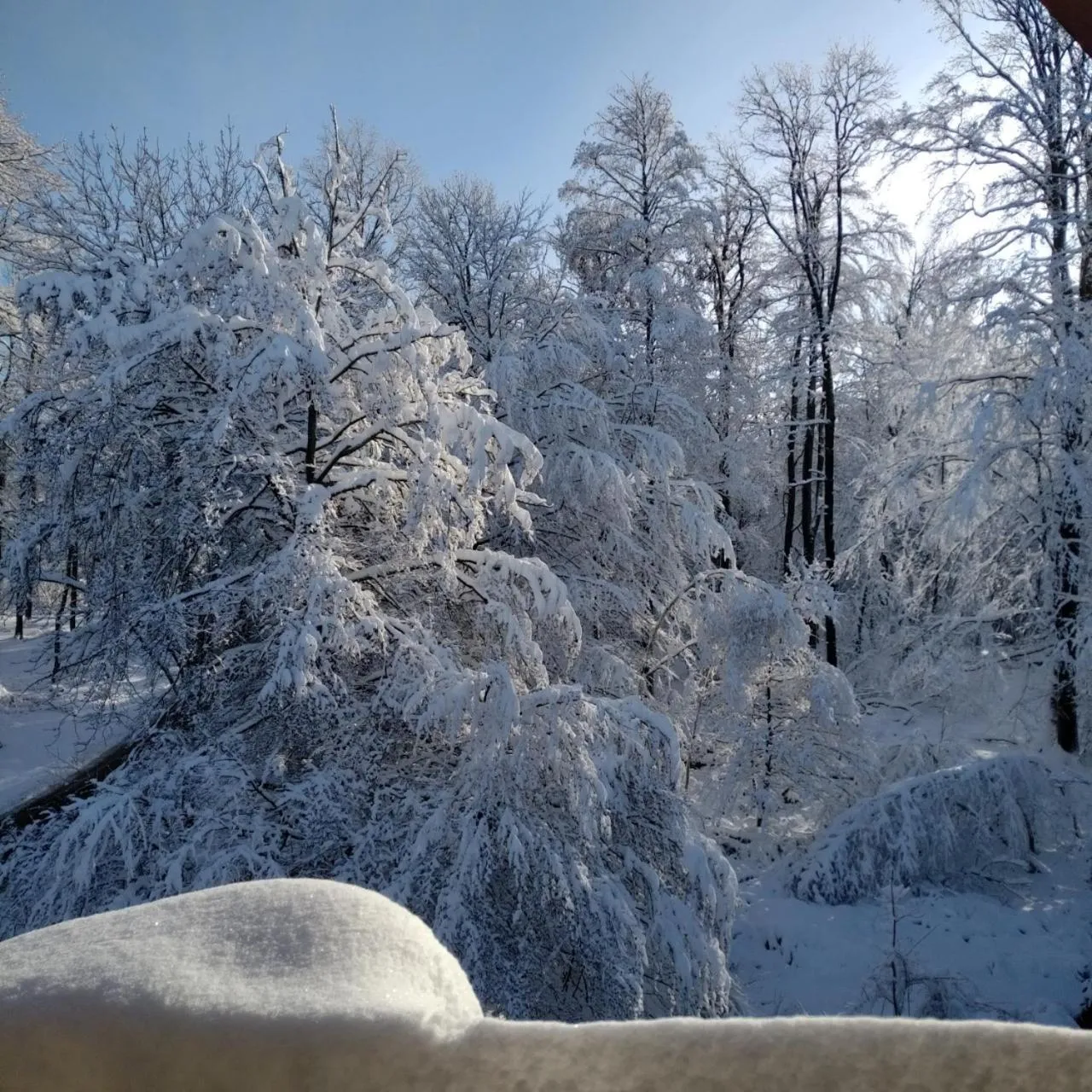 Garden view in Logis Hôtel Notre-Dame - restaurant ouvert midi et soir sauf dimanche soir