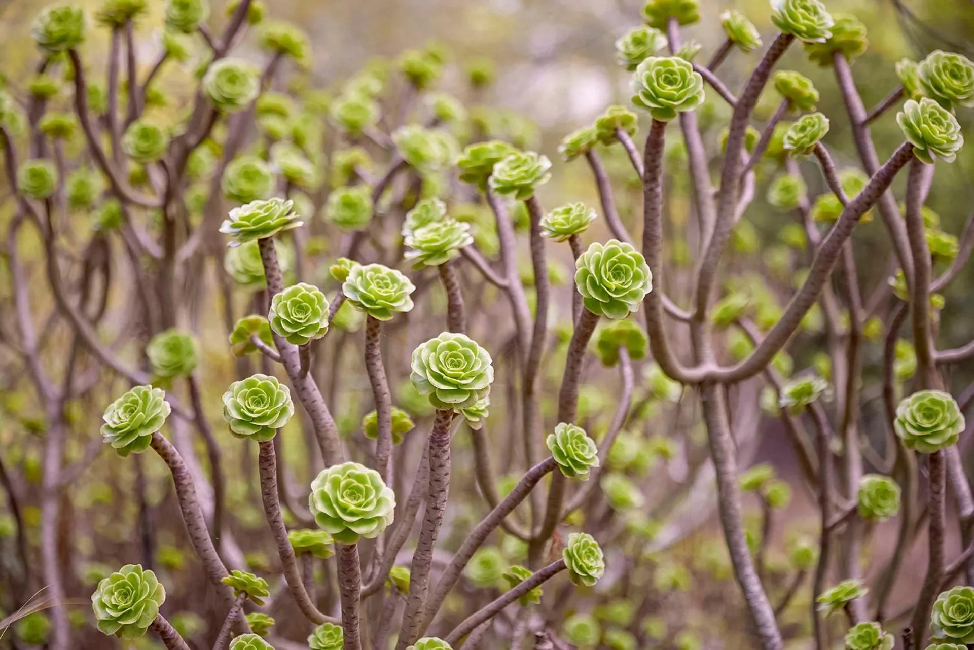 Other in Santiago Hotel