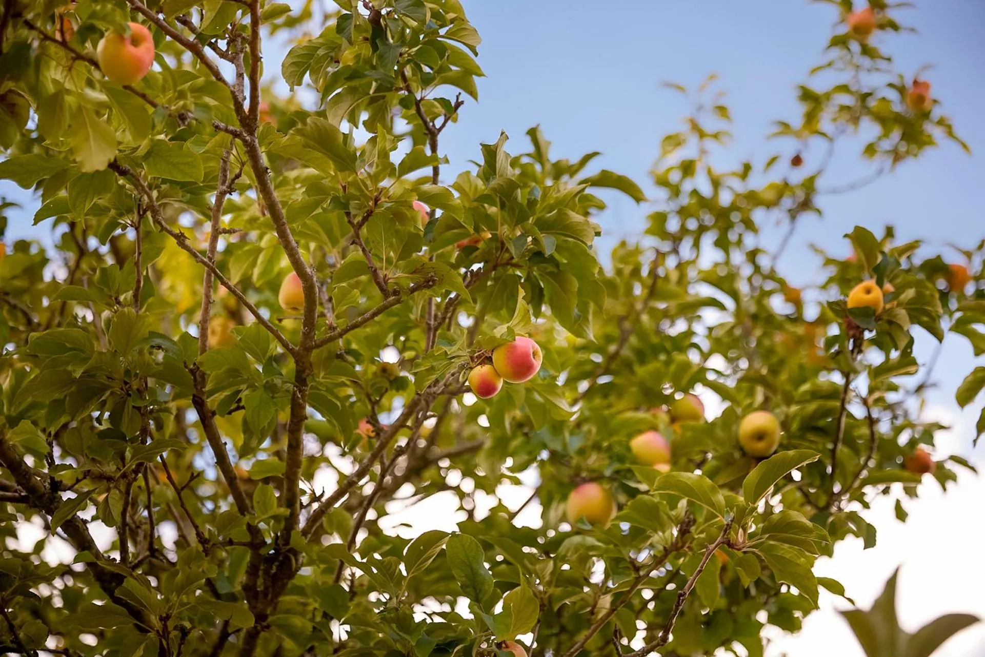 Location in Santiago Hotel