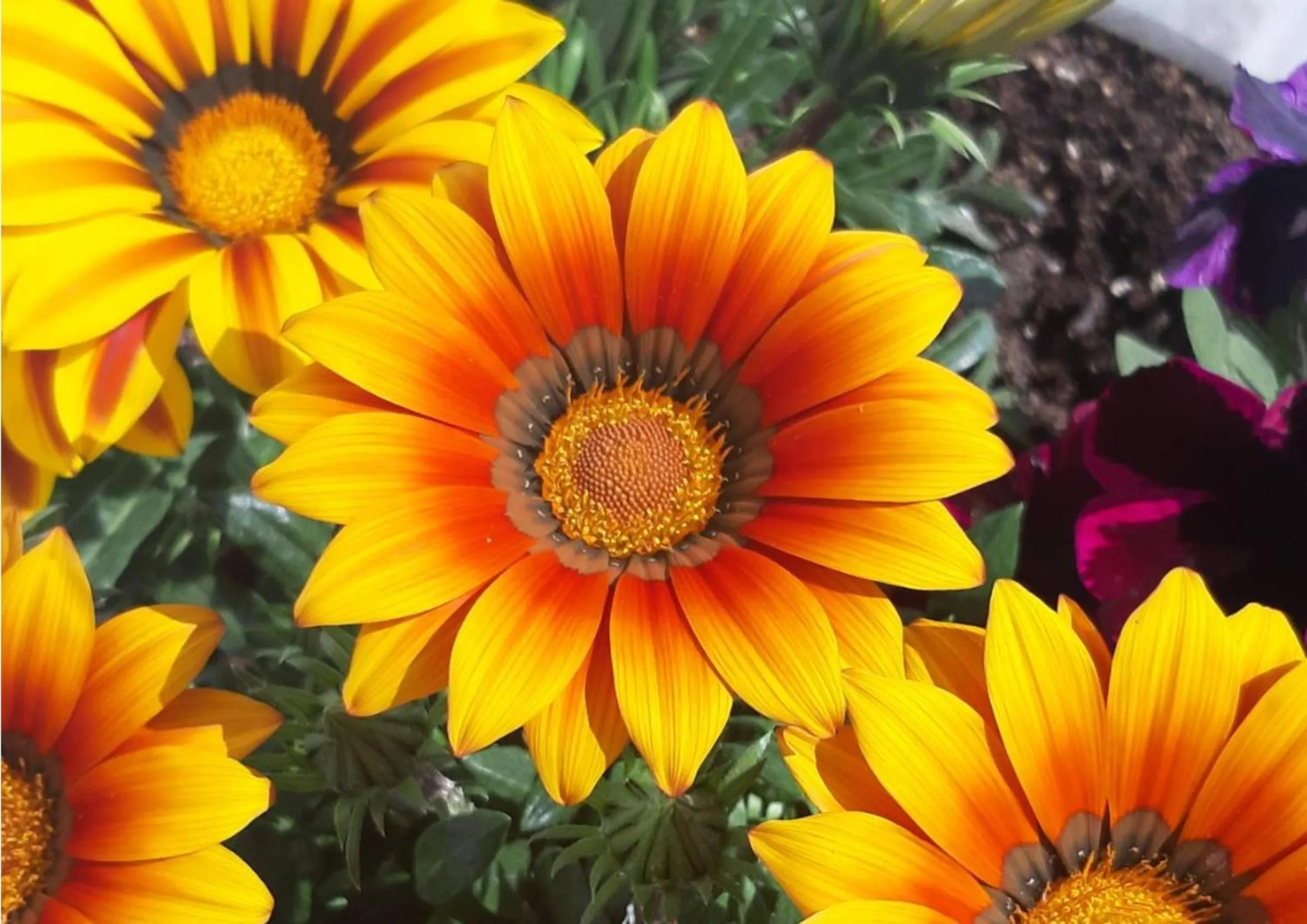 Day in Country House Campofiore