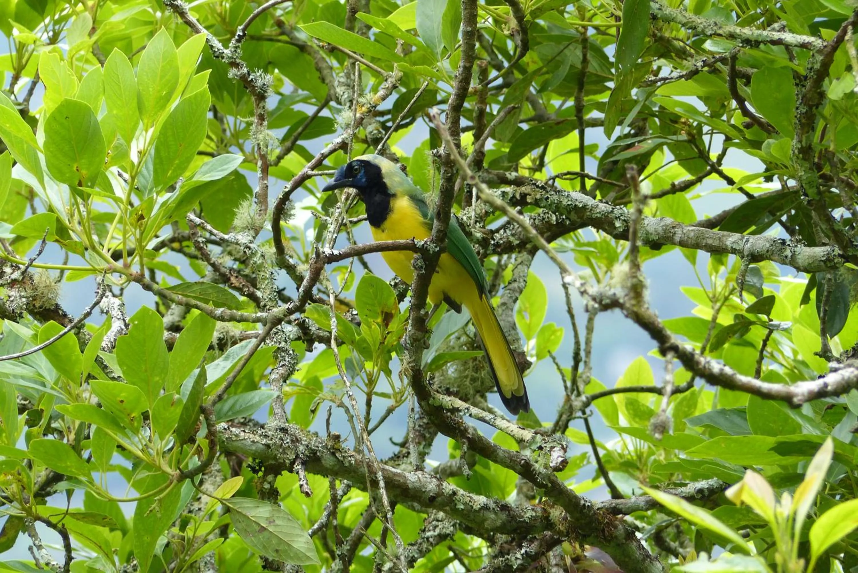 Garden in La Casa Amarilla