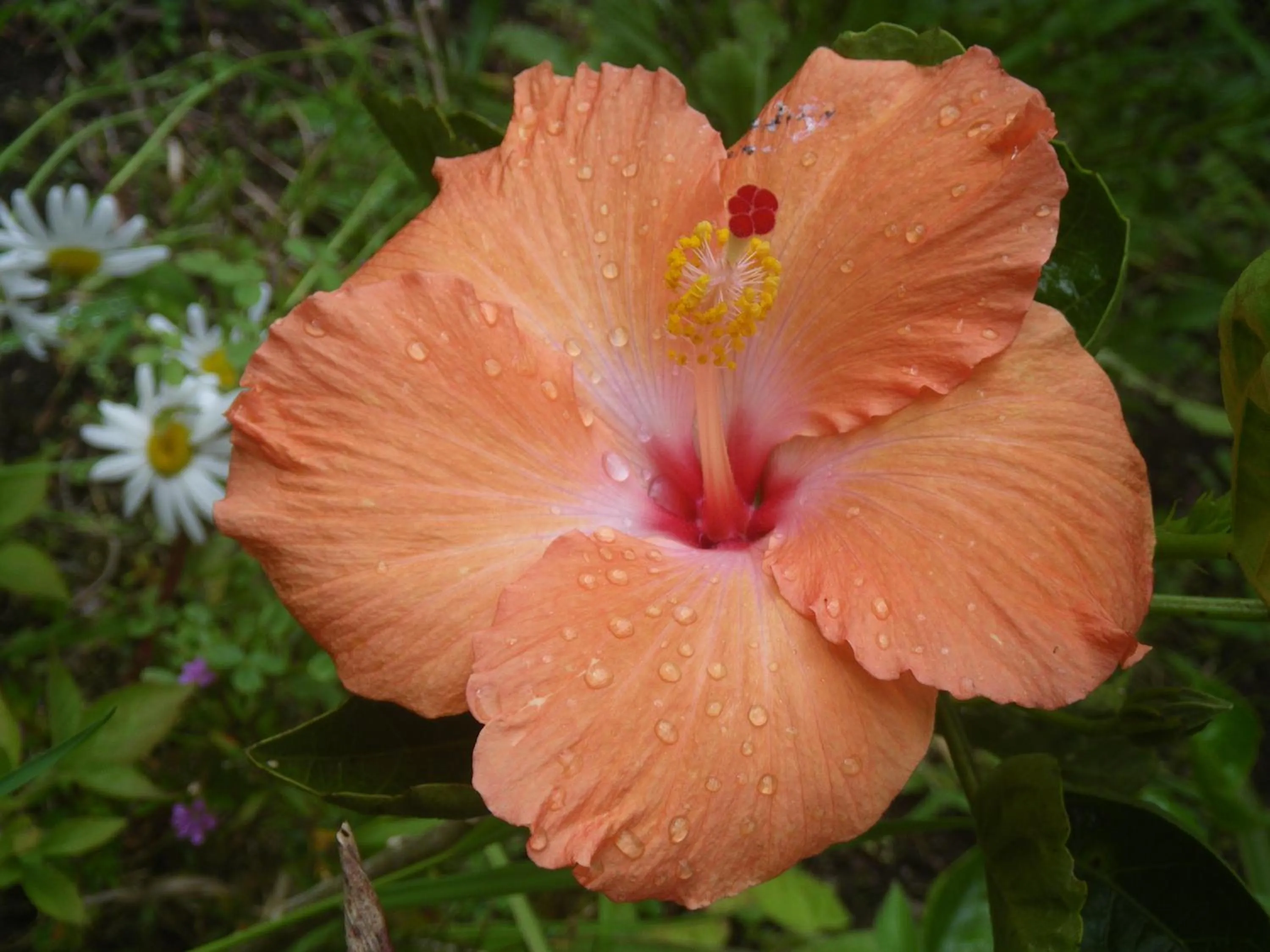 Garden in La Casa Amarilla