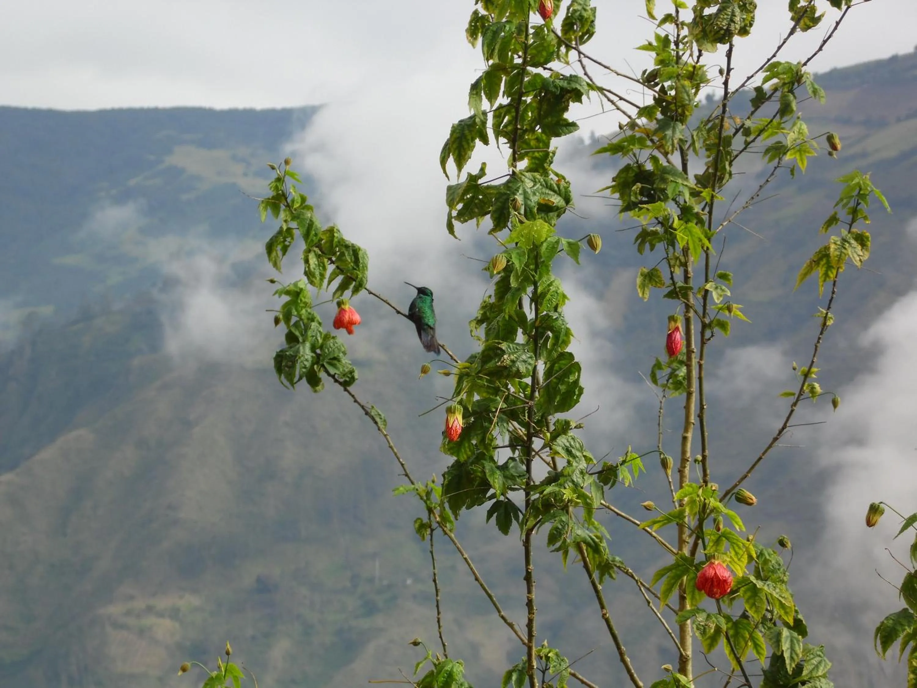 Garden in La Casa Amarilla