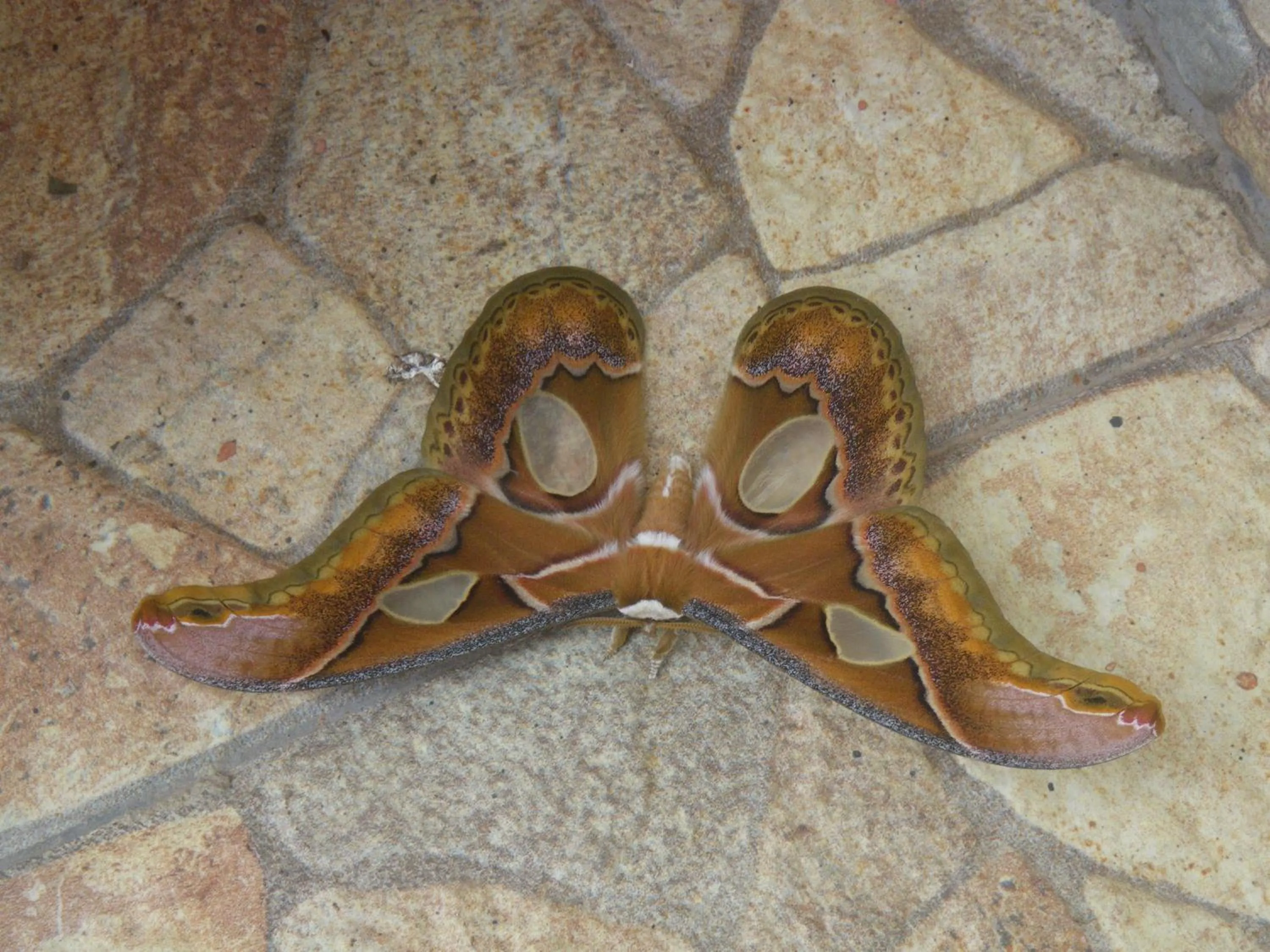 Garden in La Casa Amarilla