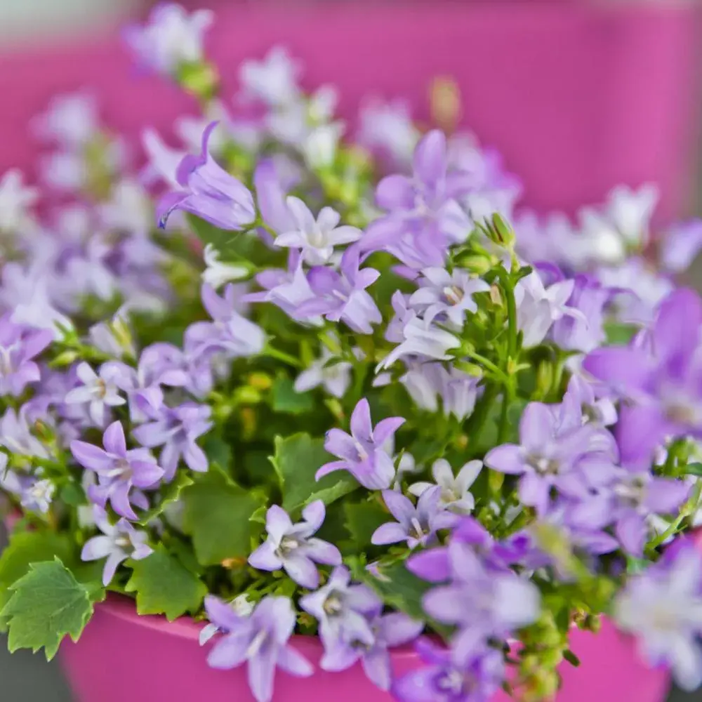 Double Room in Alix Boutique Double Room in Alix Boutique