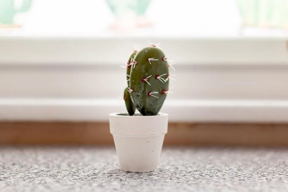 Other in Honeypot House